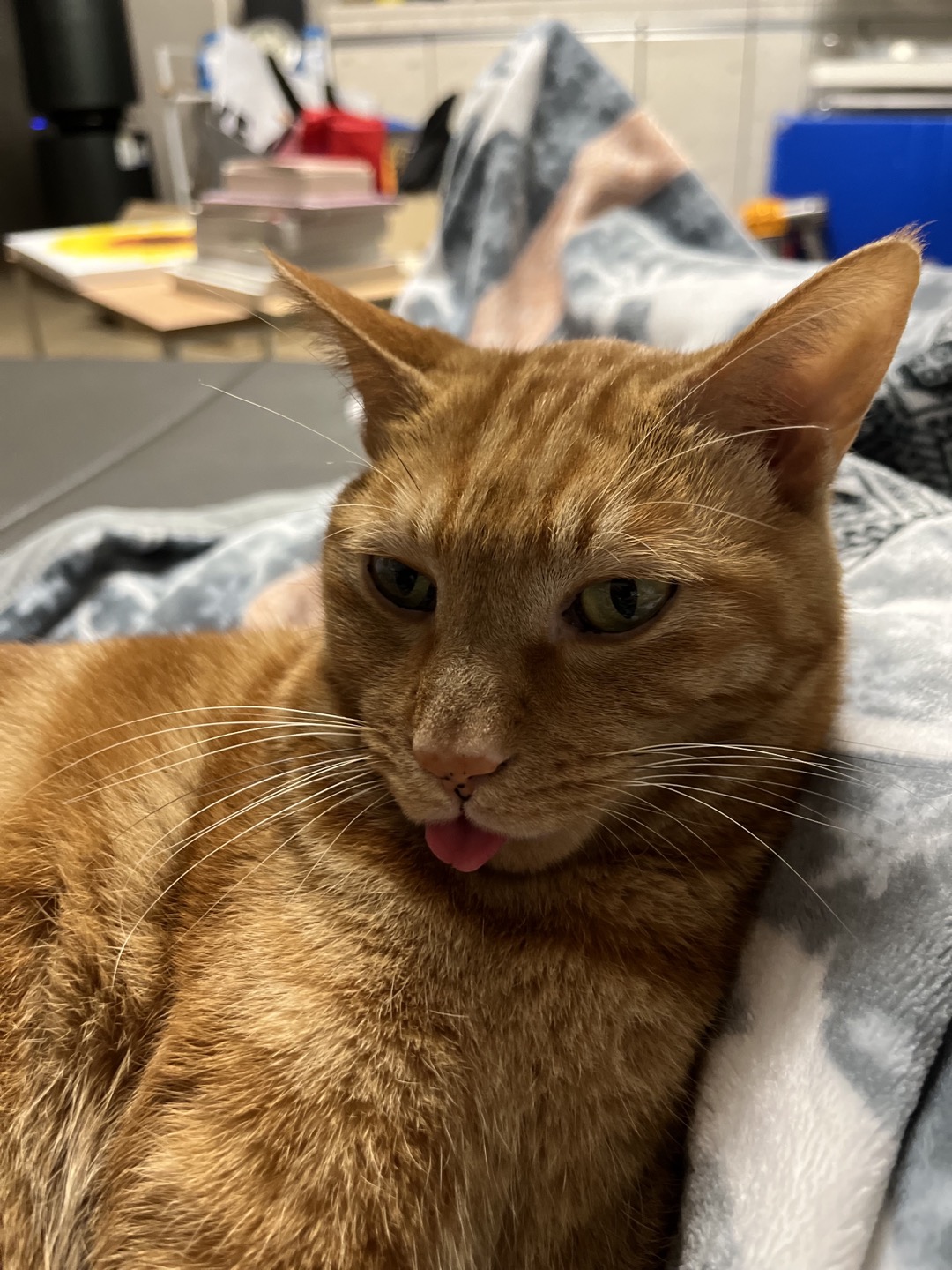 용식이 잘 지내고 있어요.