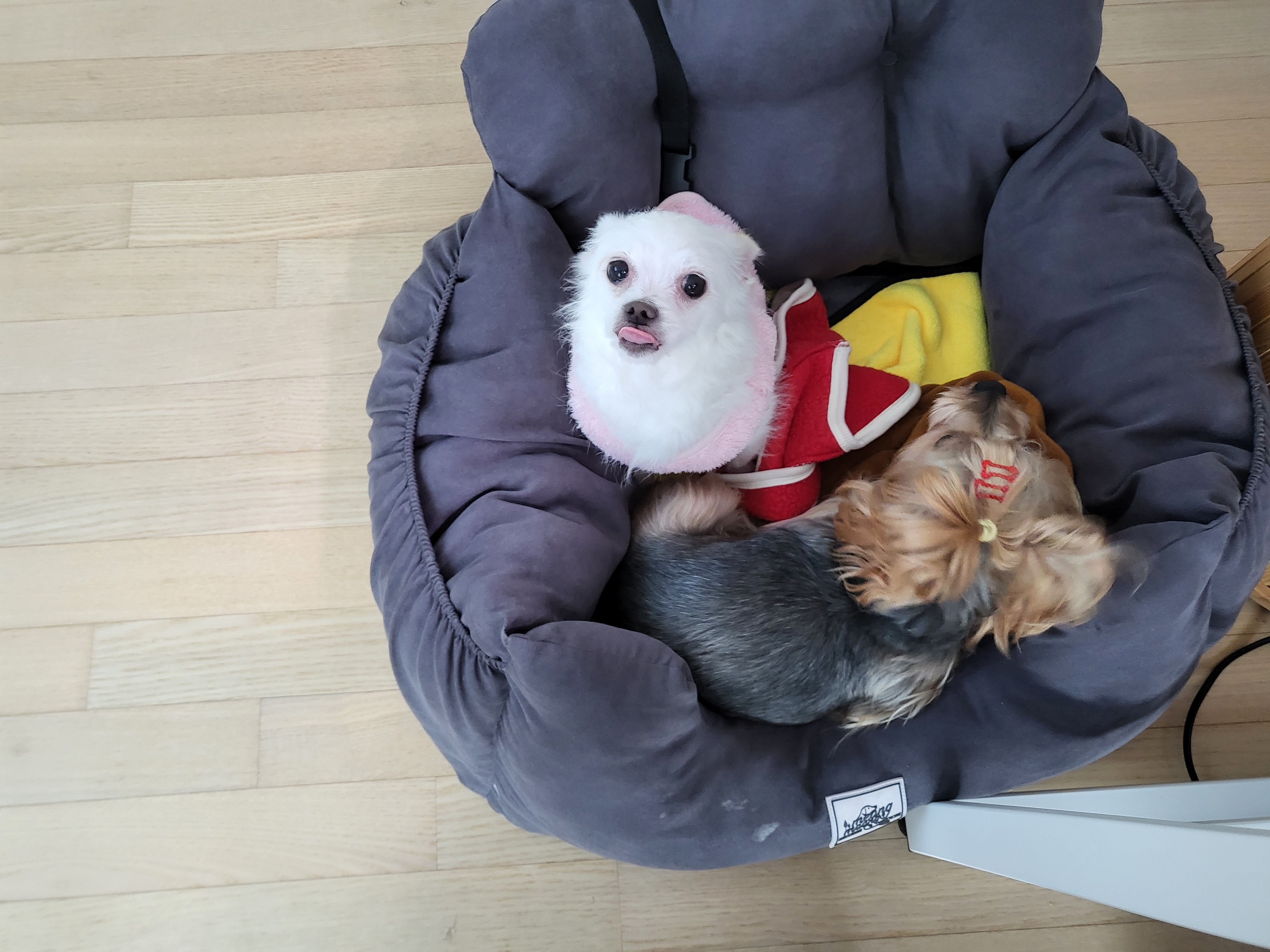 설희(오투)와의 8일째 풋풋한 동거(임보이야기)