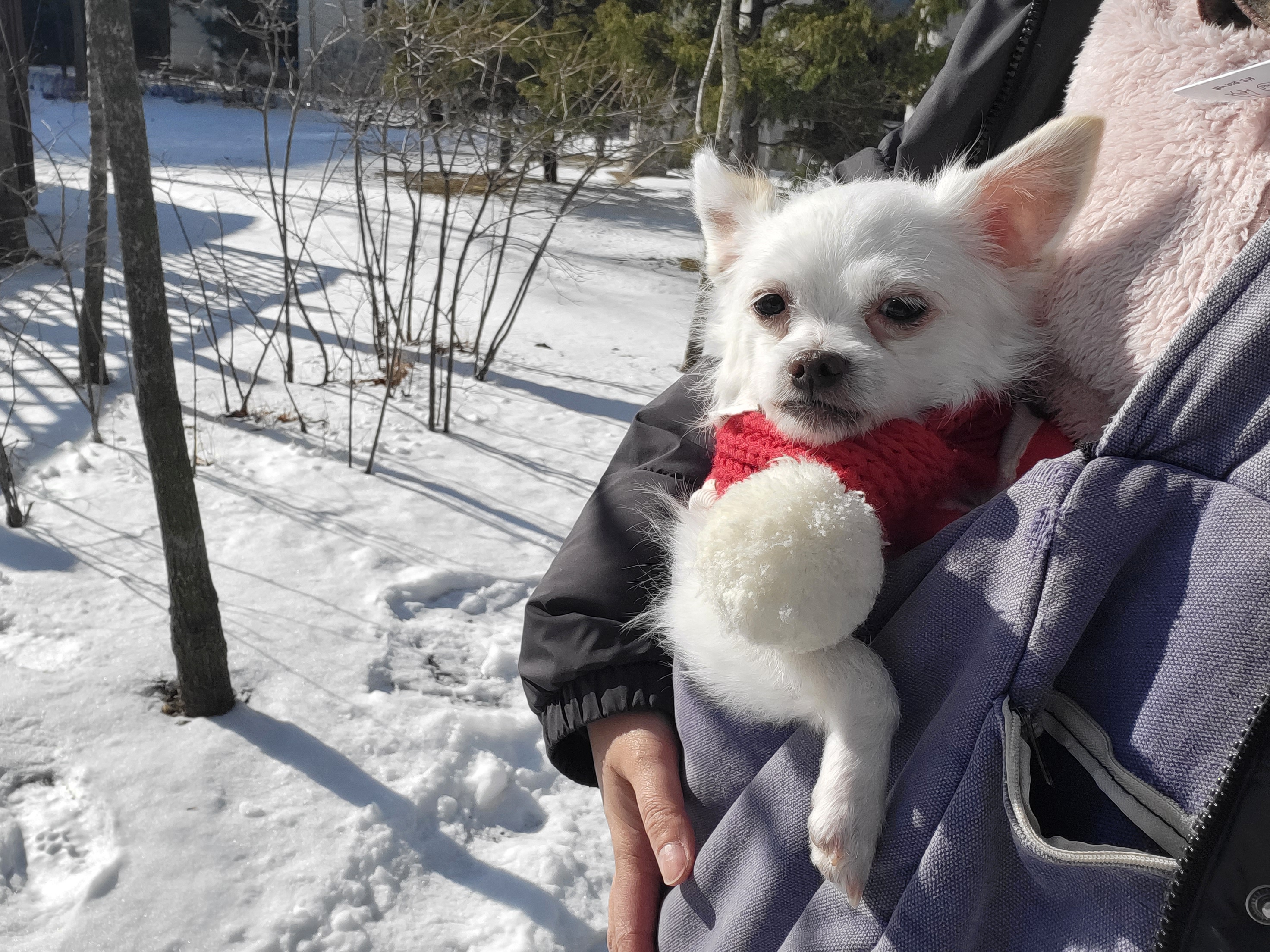 설희(오투)와의 8일째 풋풋한 동거(임보이야기)