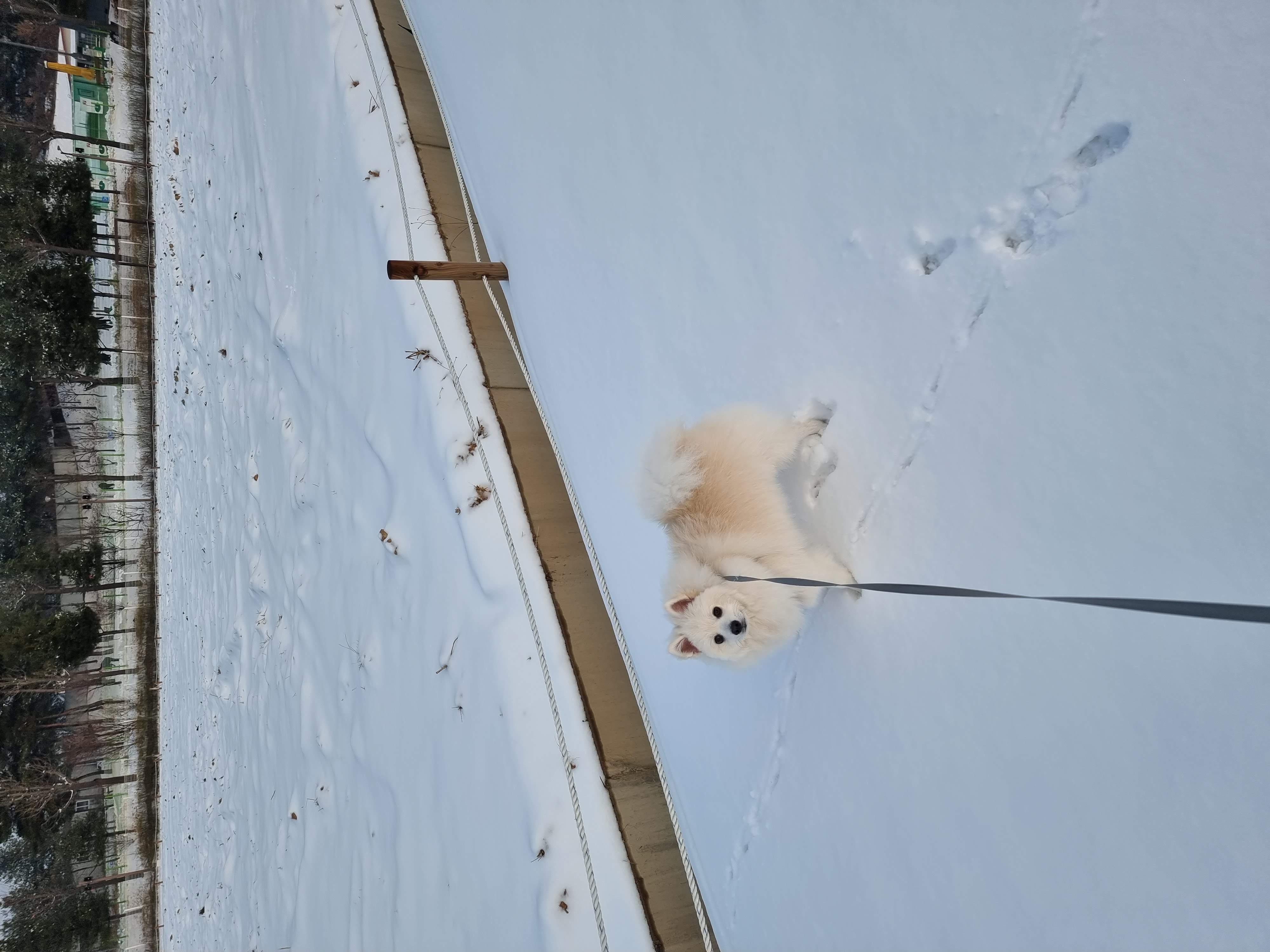 20221221 감자 소식 (송사)