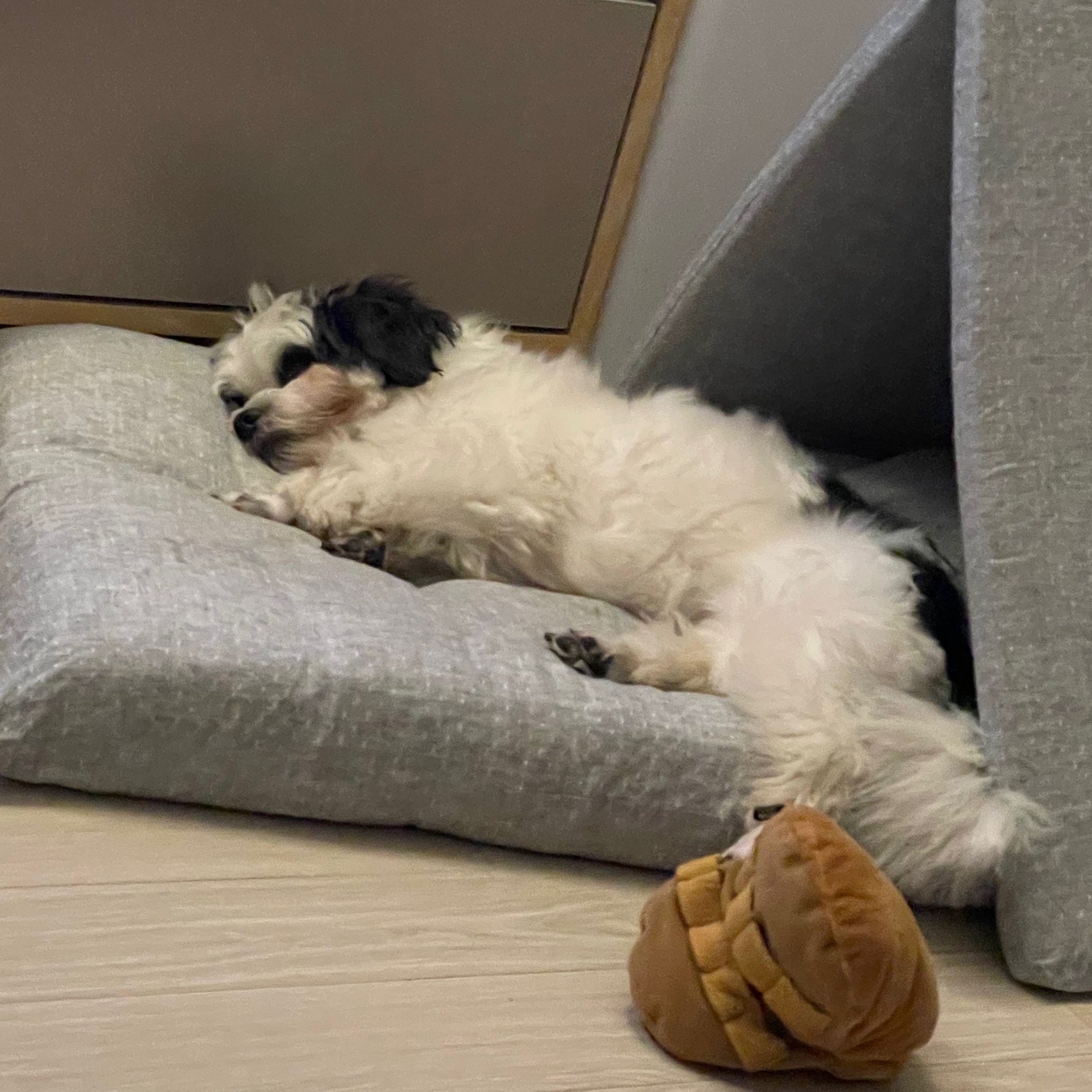 귀염둥이 샬롯(구 포아) 3개월 후기입니다!