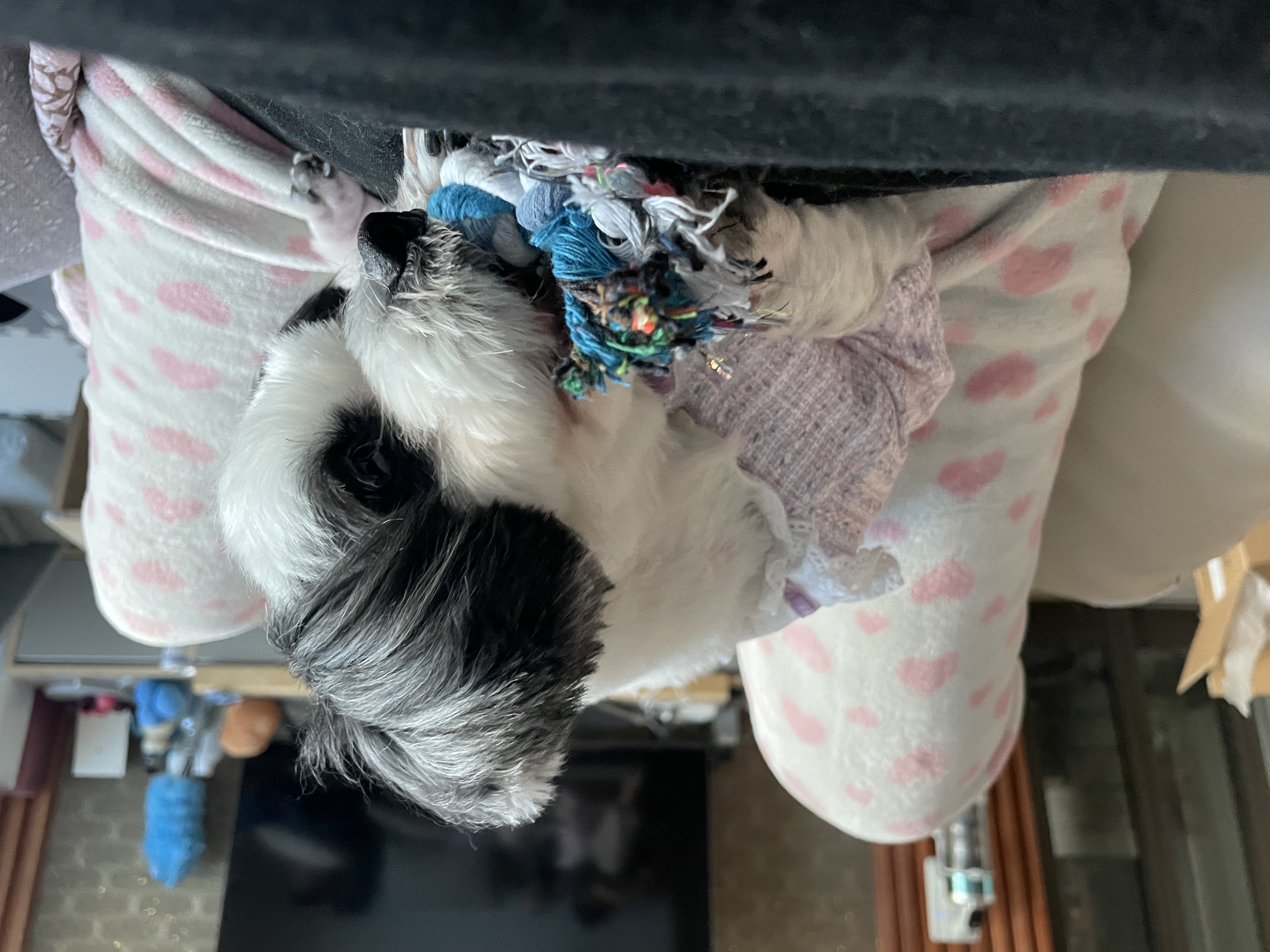 귀염둥이 샬롯(구 포아) 3개월 후기입니다!