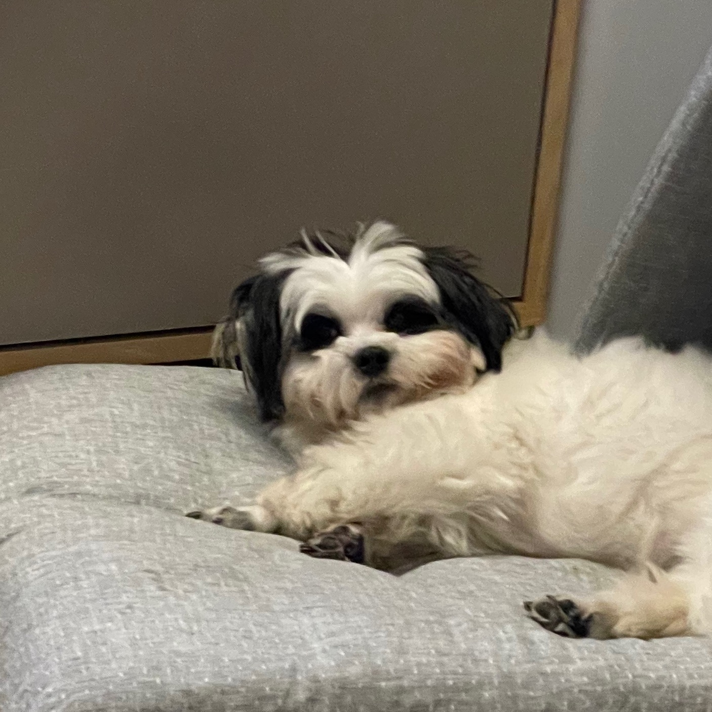 귀염둥이 샬롯(구 포아) 3개월 후기입니다!