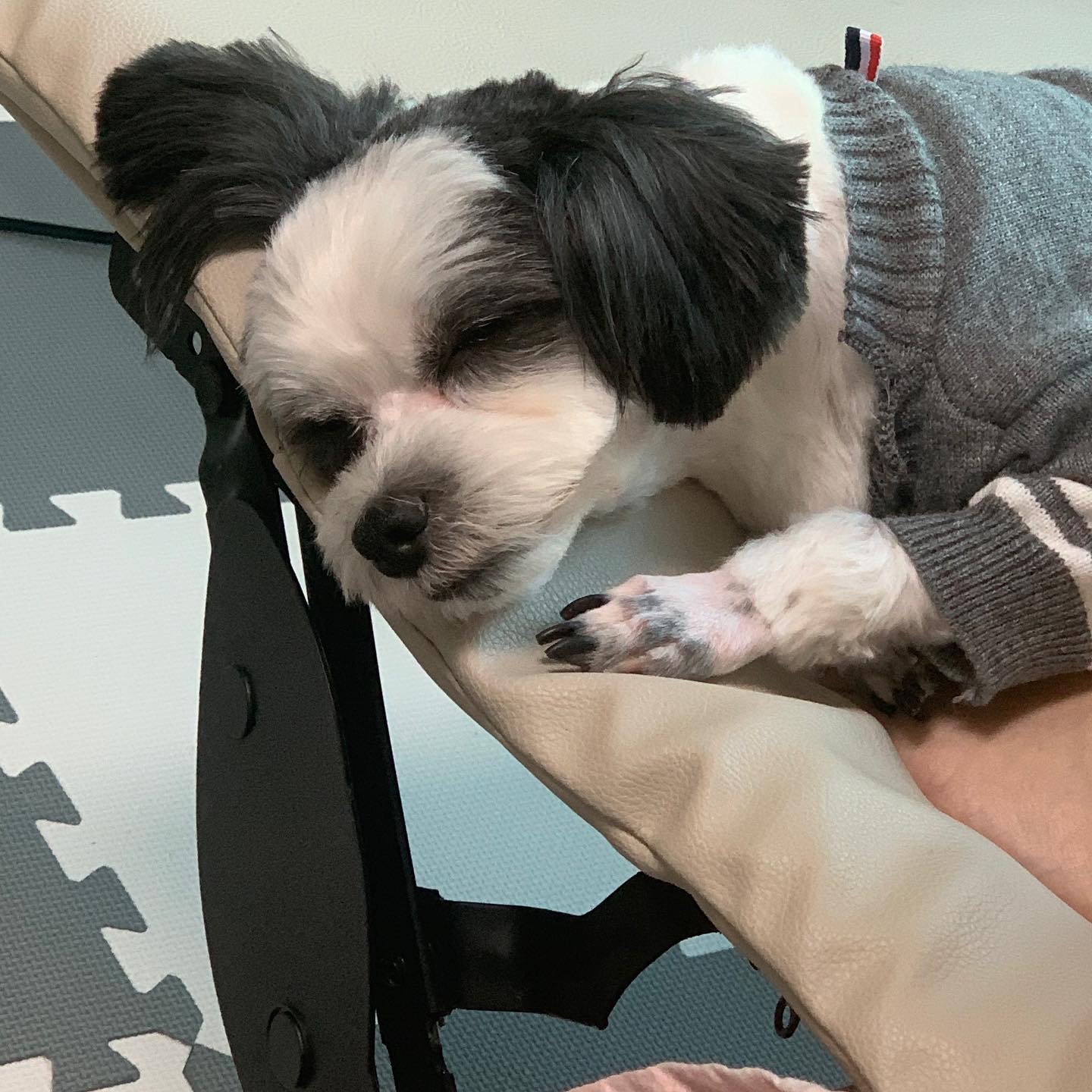 귀염둥이 샬롯(구 포아) 3개월 후기입니다!