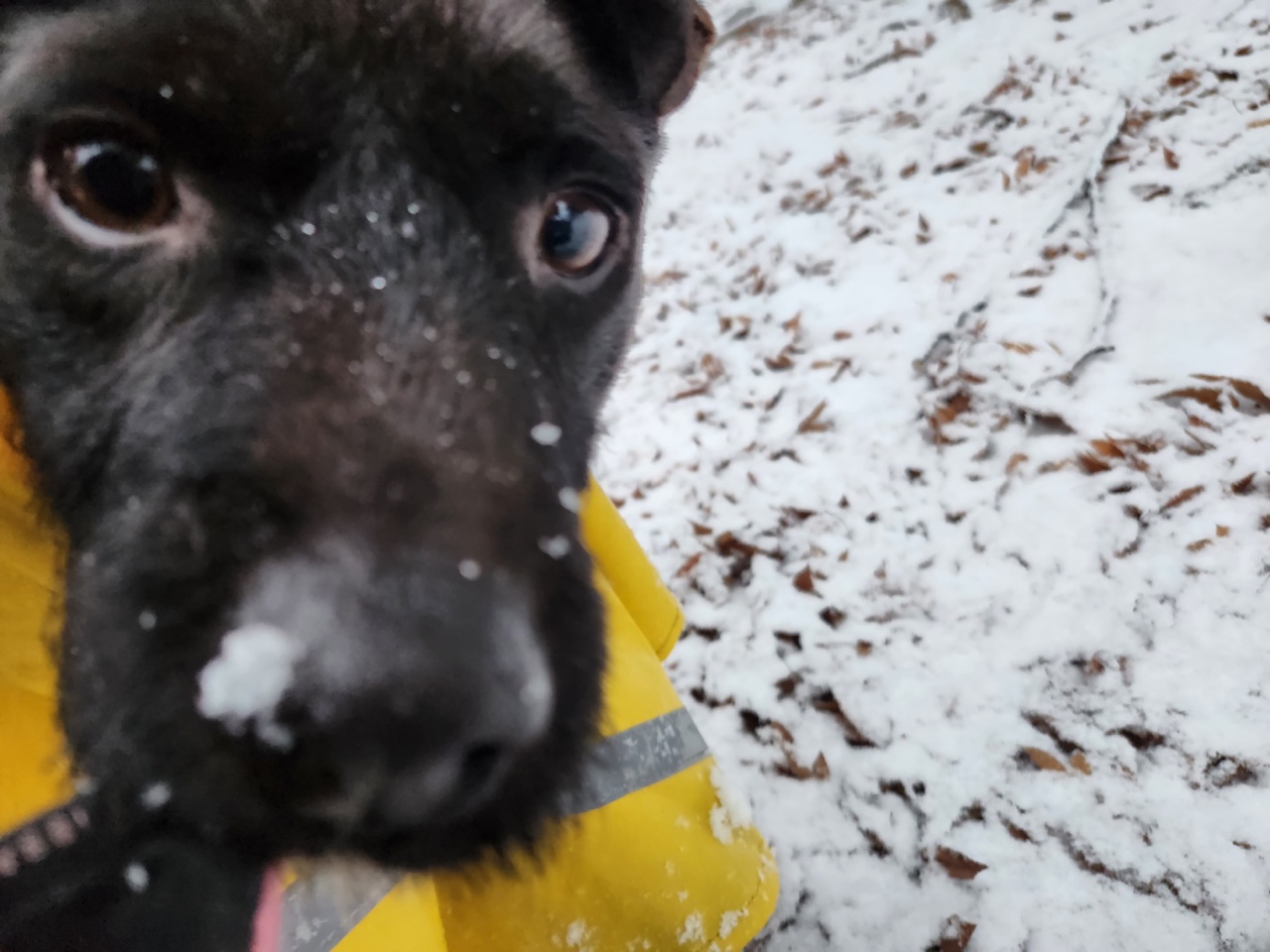 (구구)깜시, (구)온기, (현)제로 1달 입양후기입니다.