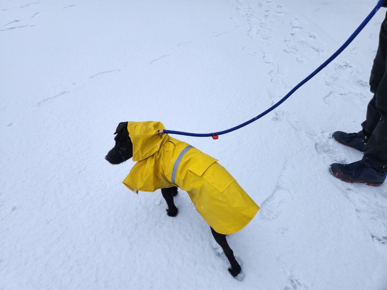 (구구)깜시, (구)온기, (현)제로 1달 입양후기입니다.