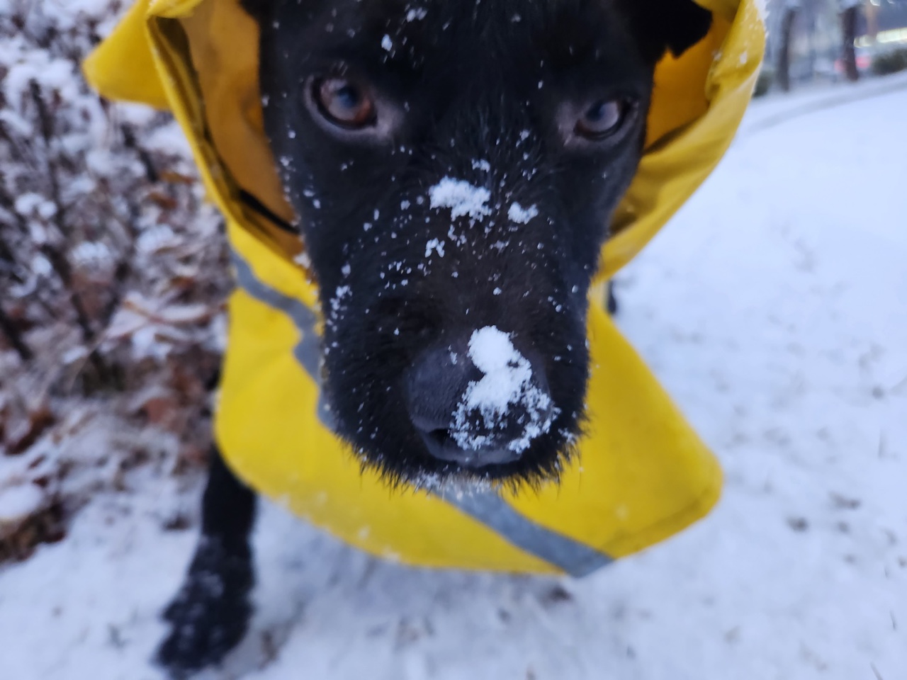(구구)깜시, (구)온기, (현)제로 1달 입양후기입니다.