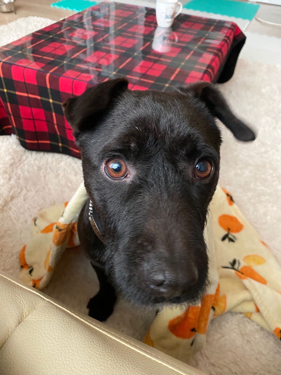 (구구)깜시, (구)온기, (현)제로 1달 입양후기입니다.