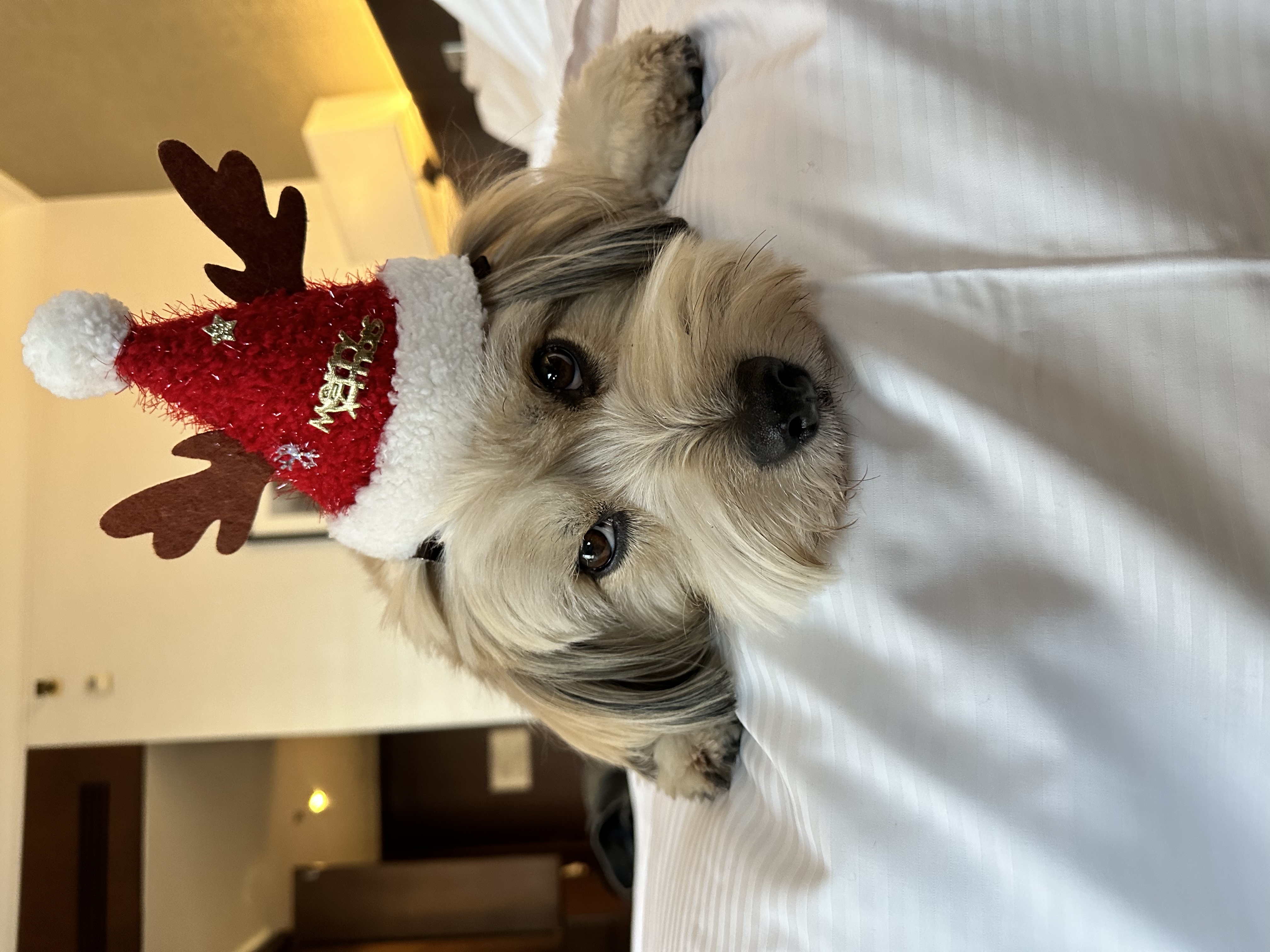 봉구랑 7번째 크리스마스입니다