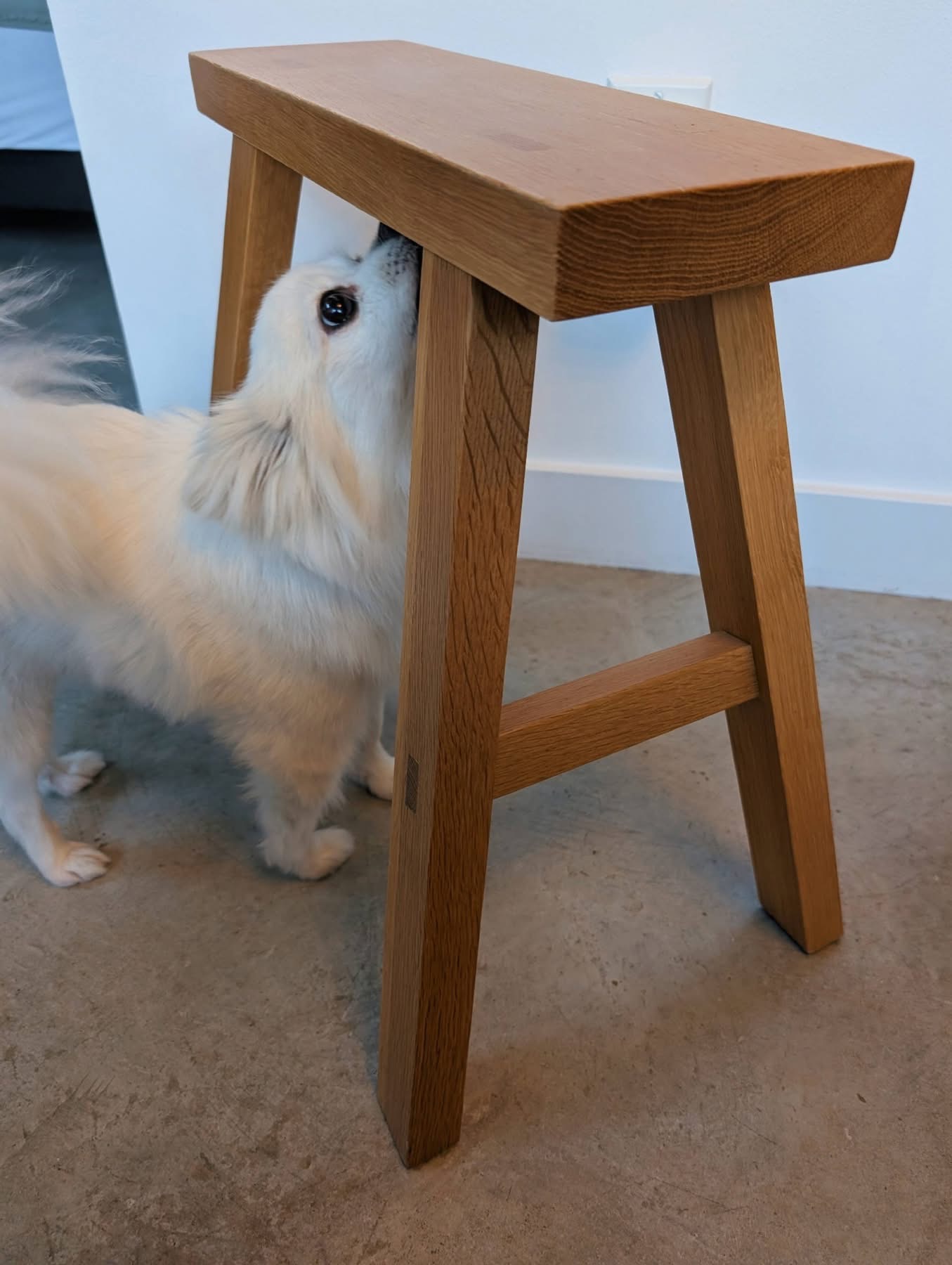 [해외 입양] 캐나다 토론토에서 전해온 '뽀눈이' 소식💌