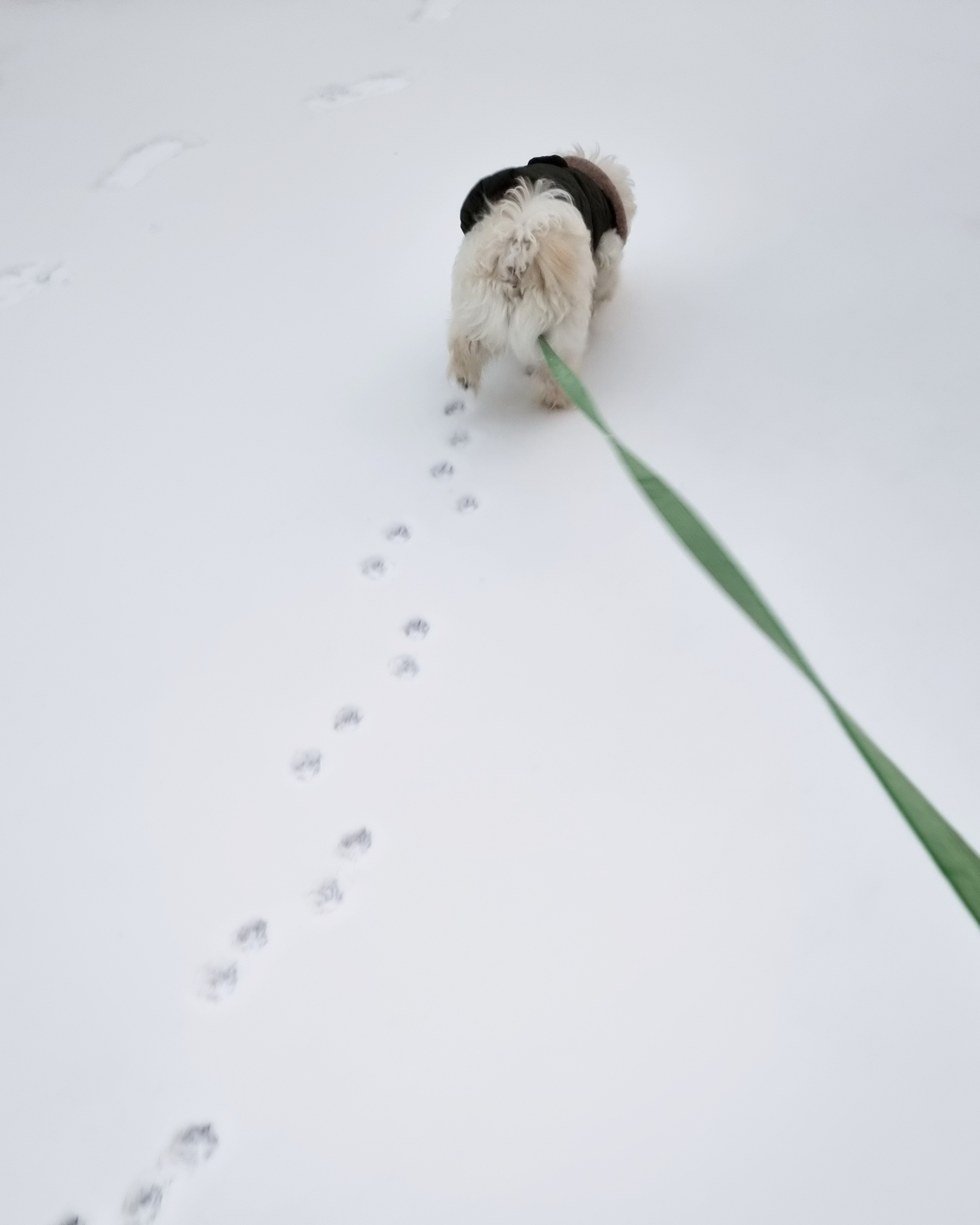 두유(포청이)의 3개월 입양후기