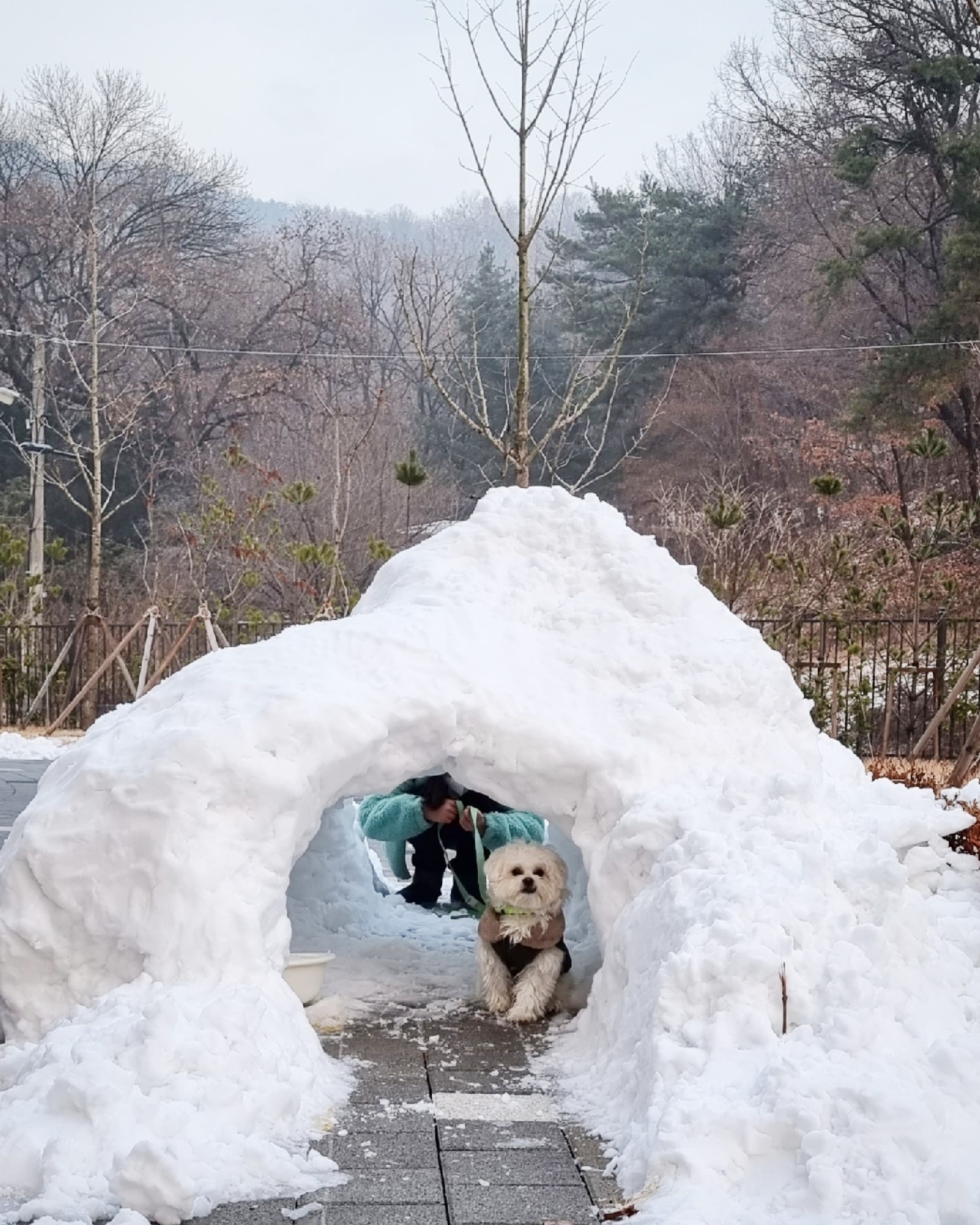 두유(포청이)의 3개월 입양후기