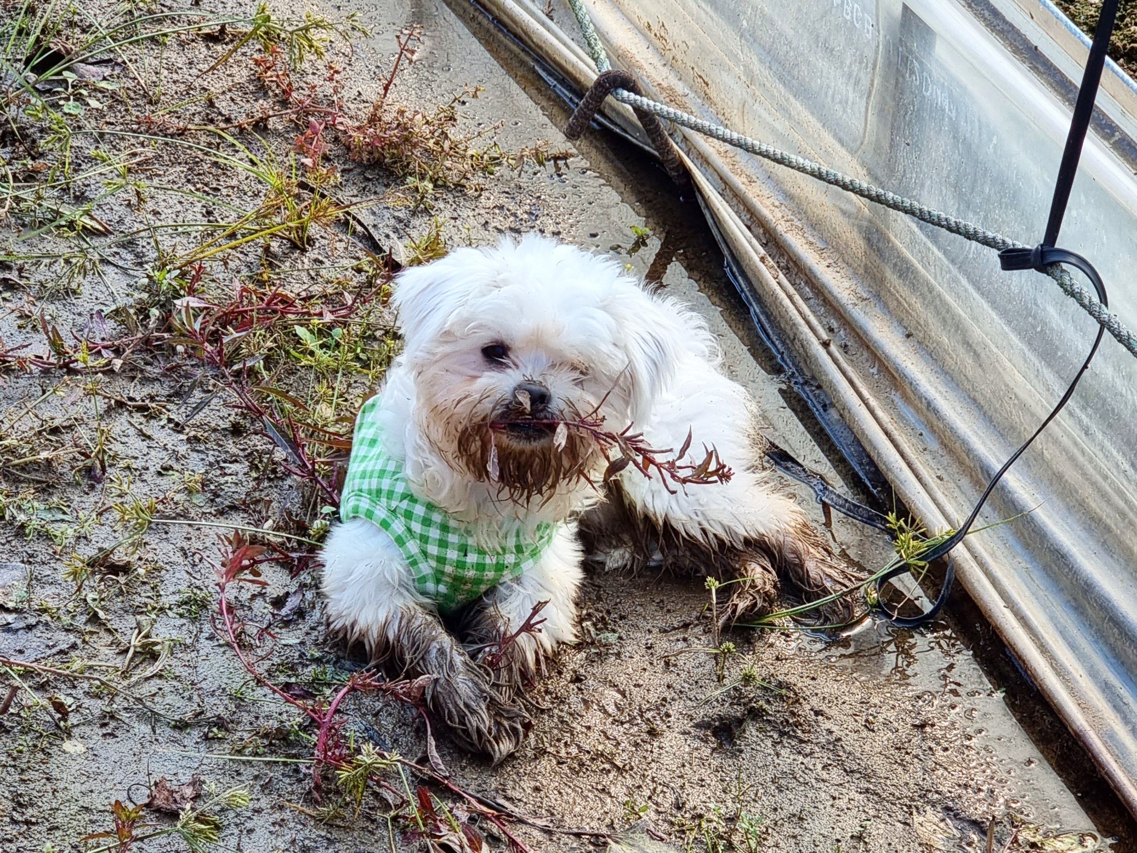 두유(포청이)의 3개월 입양후기