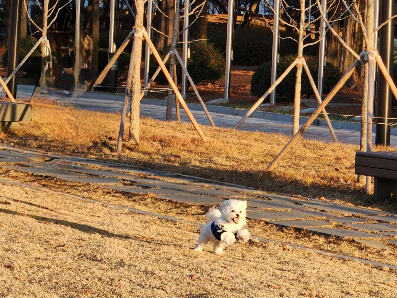 두유(포청이)의 3개월 입양후기