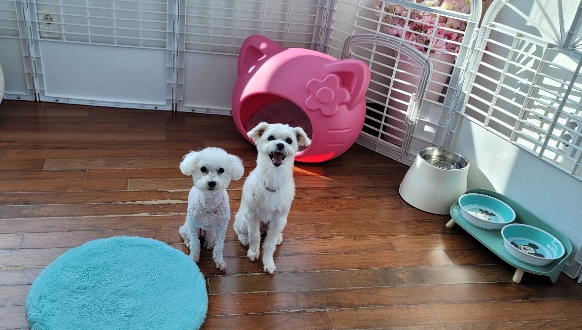 애교 그 잡채 린티 근황입니다♡