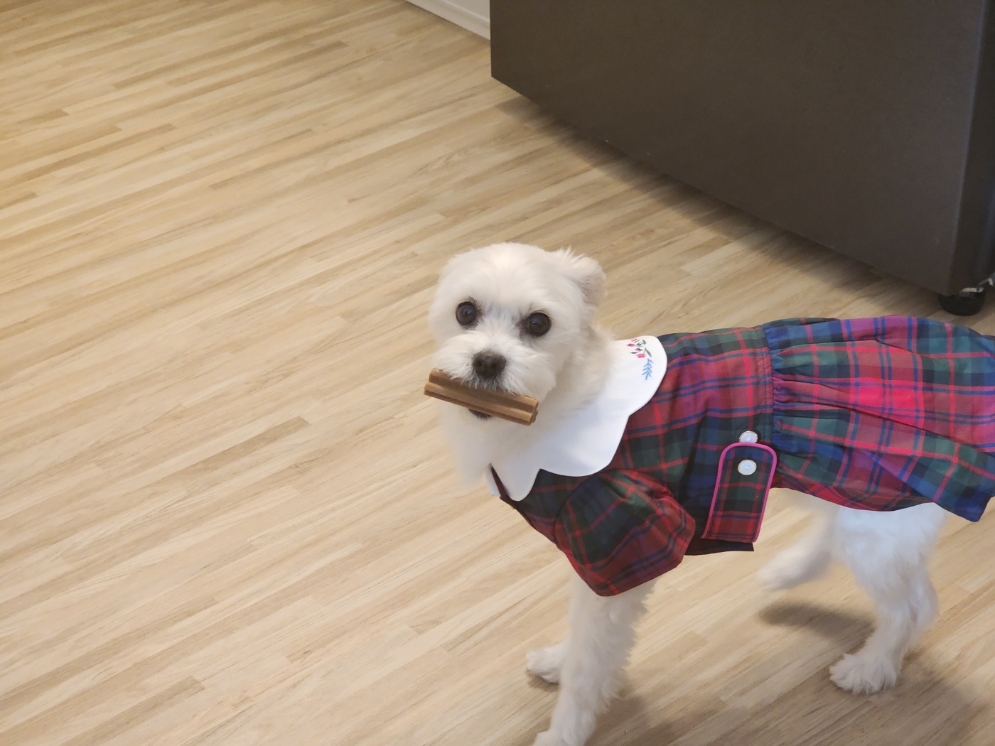 애교 그 잡채 린티 근황입니다♡