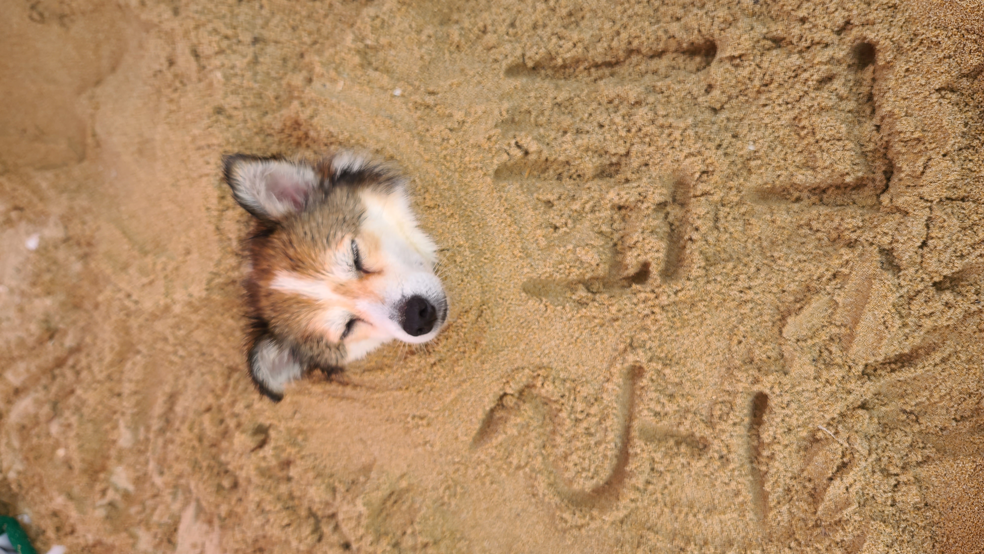 루시, 로빈이 남매 근황(D+2667)