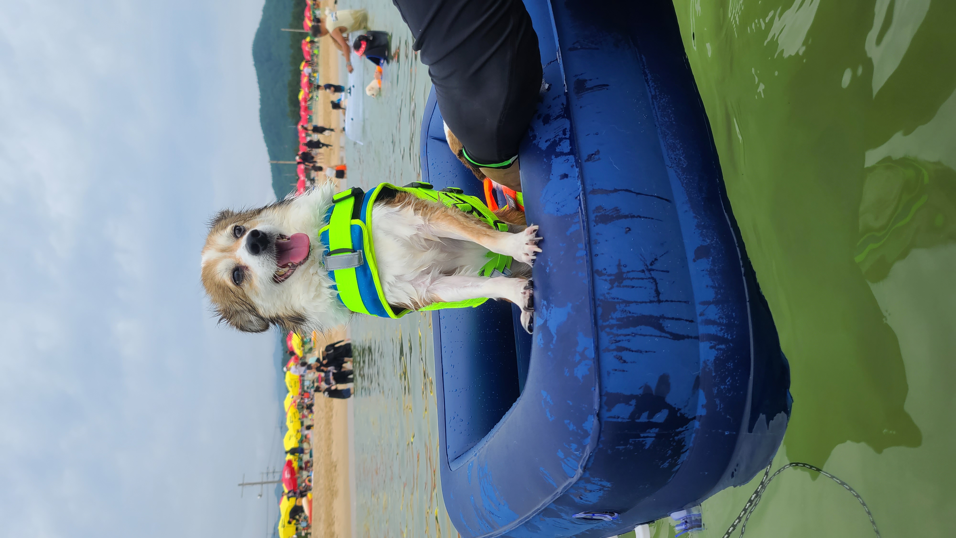 루시, 로빈이 남매 근황(D+2667)