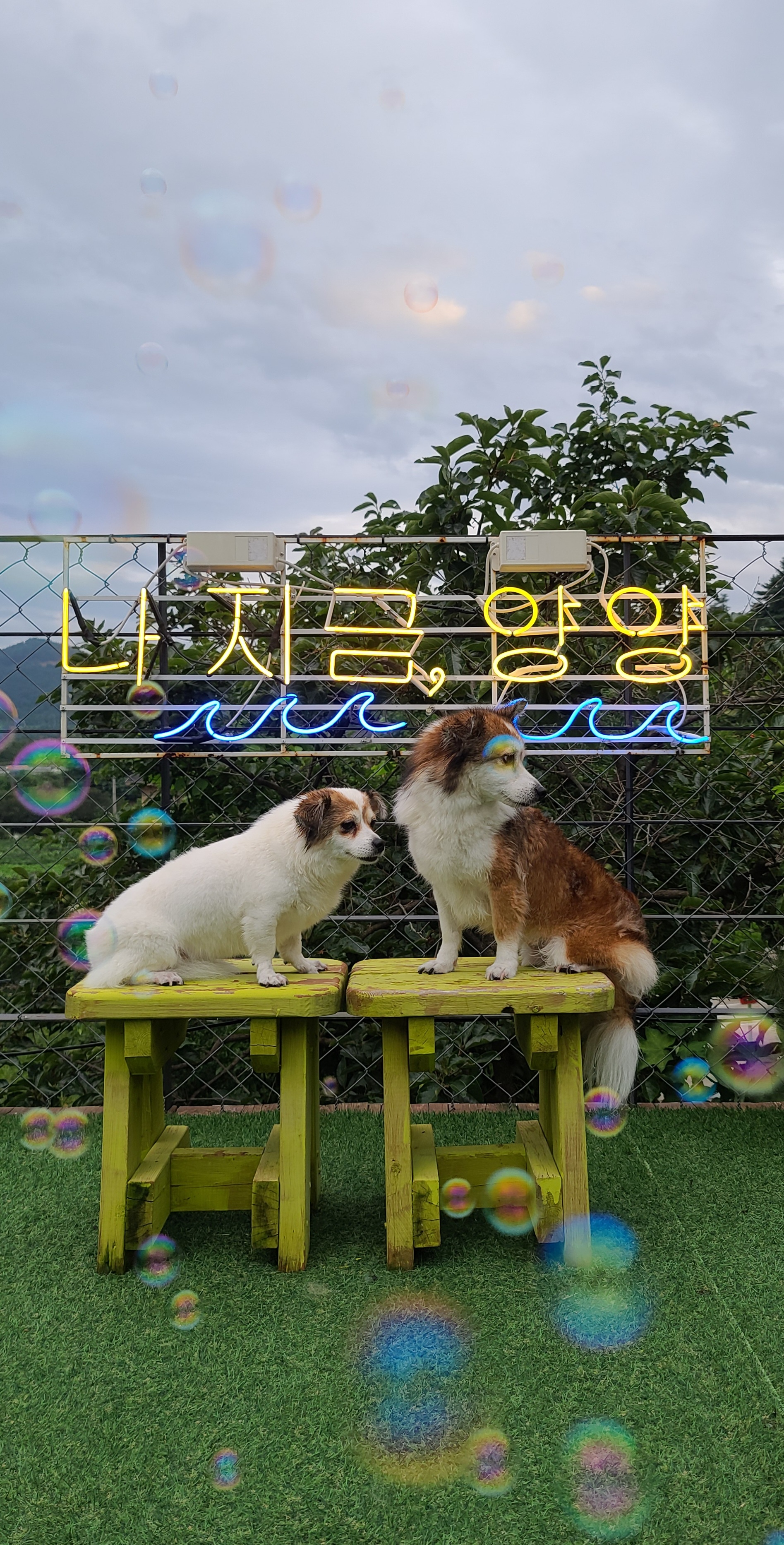 루시, 로빈이 남매 근황(D+2667)