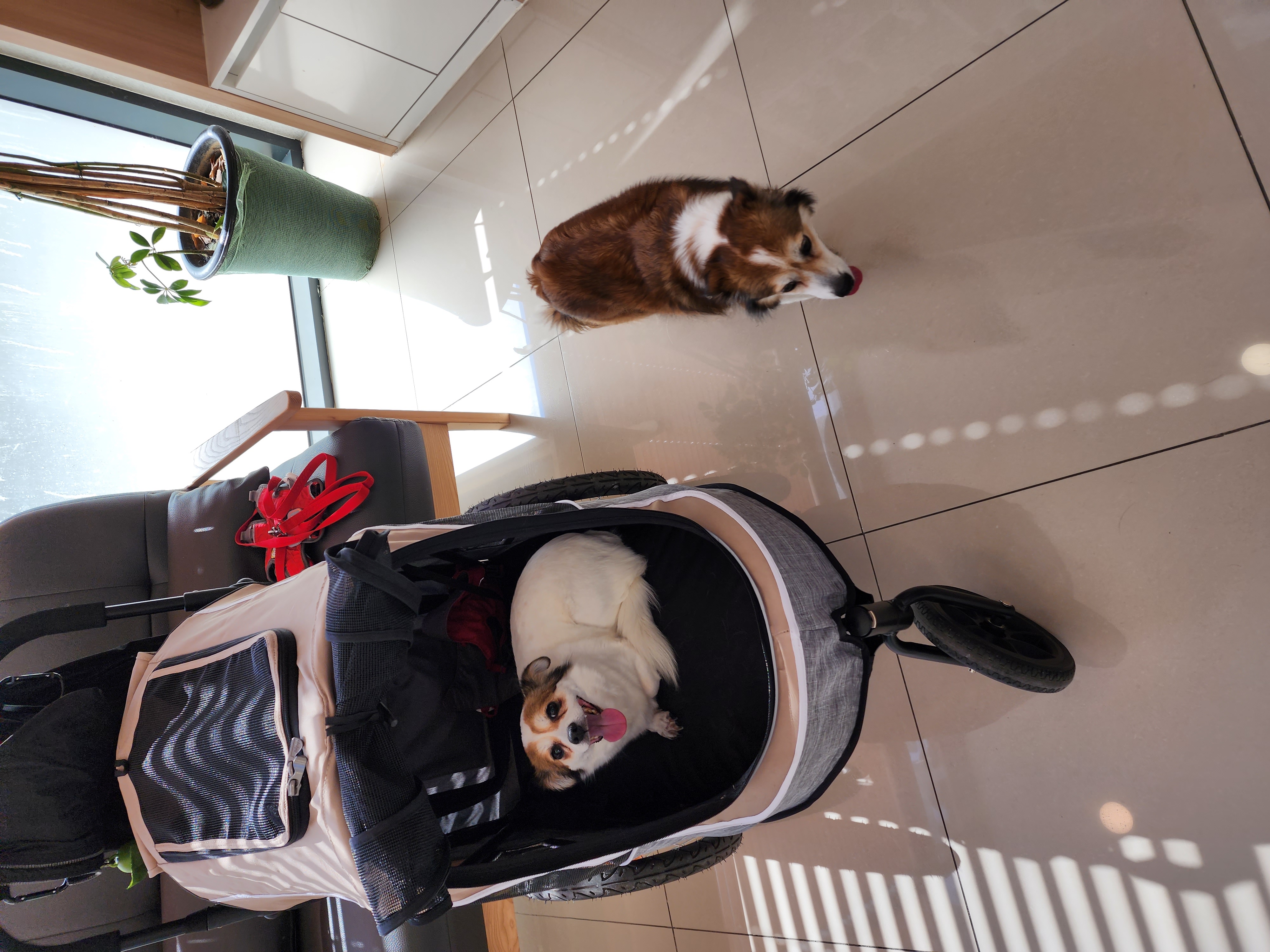 루시, 로빈이 남매 근황(D+2667)