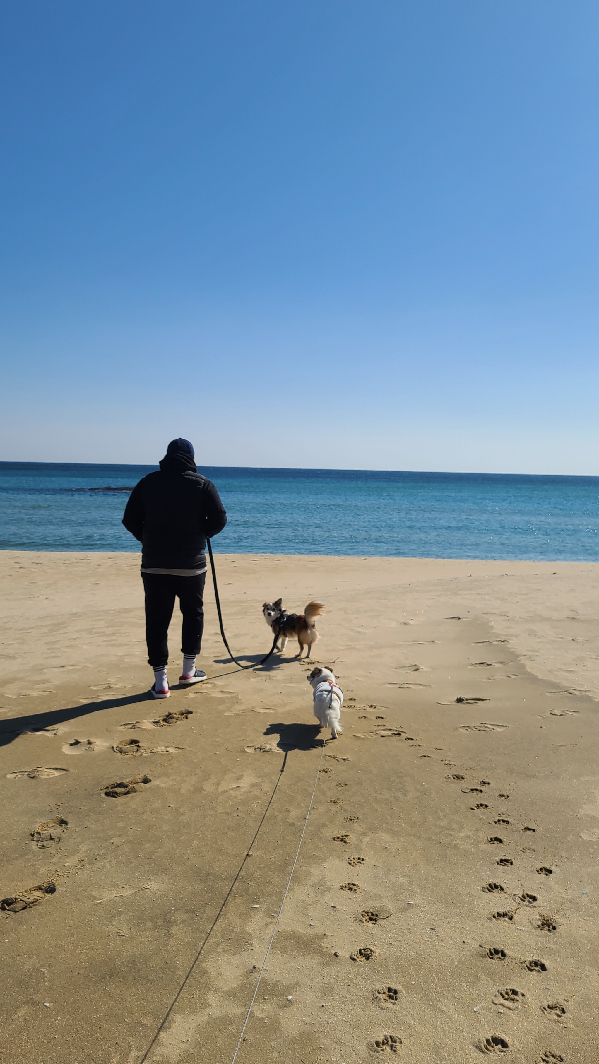 루시, 로빈이 남매 근황(D+2667)