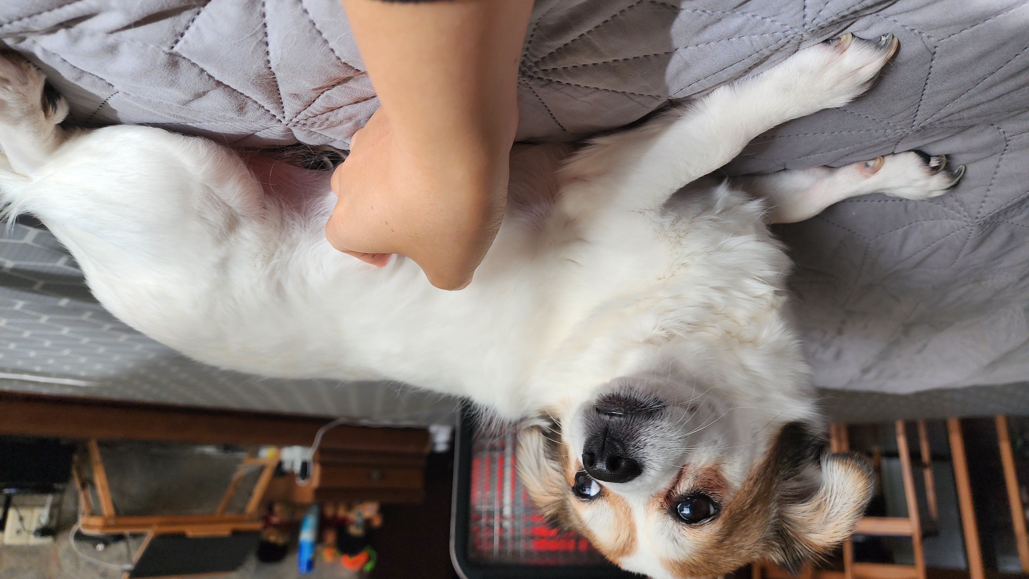 루시, 로빈이 남매 근황(D+2667)