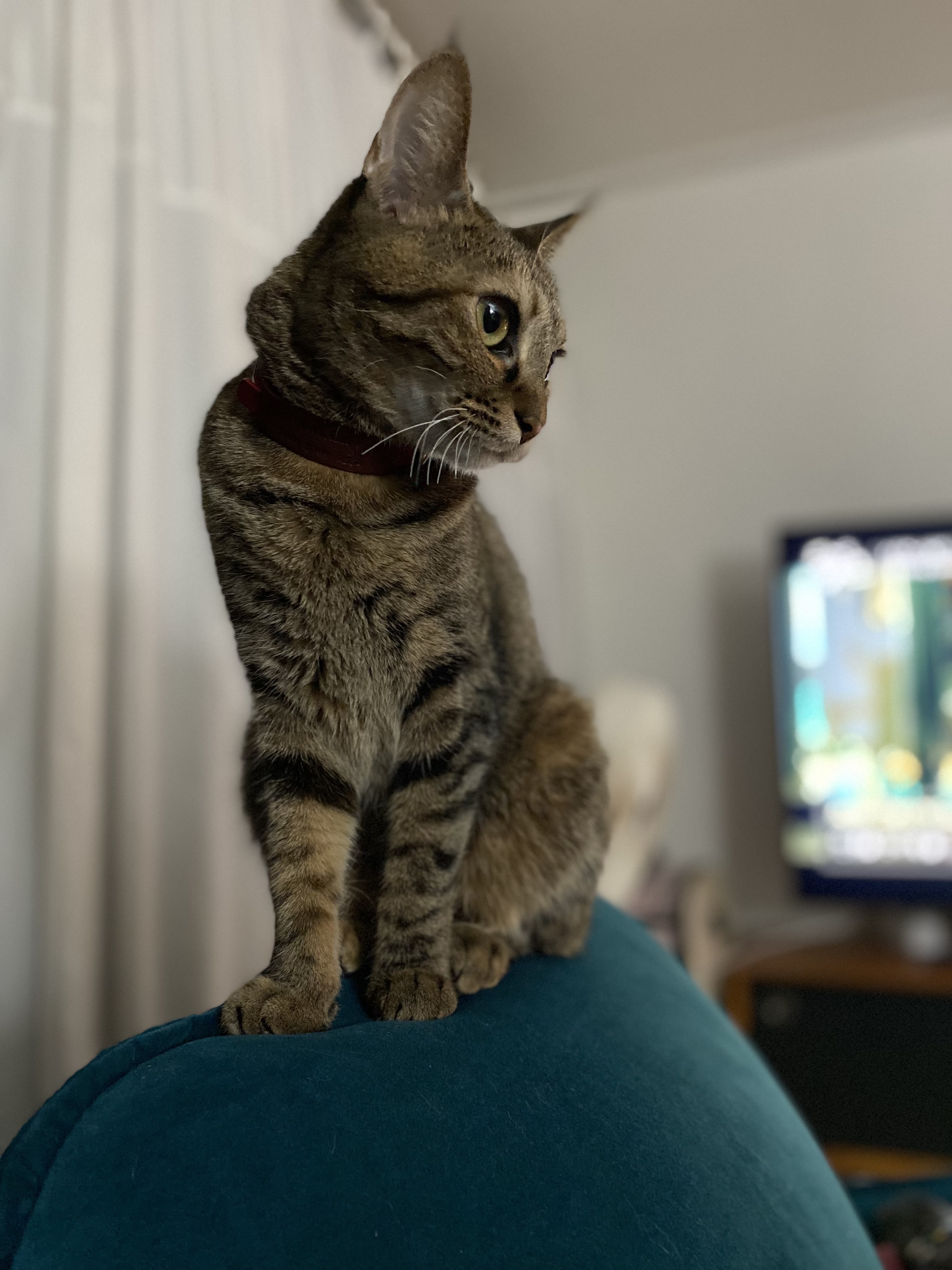 구름이 다람이 일상