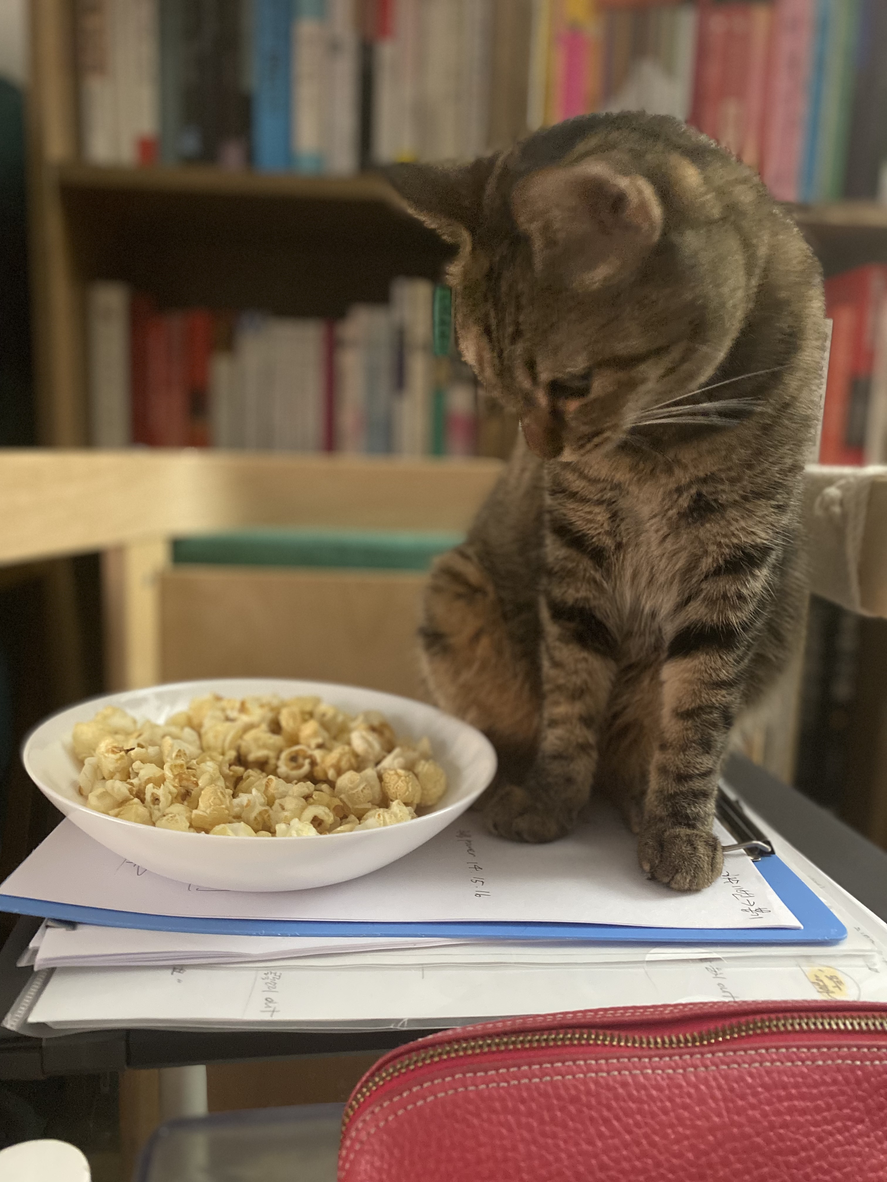 구름이 다람이 일상