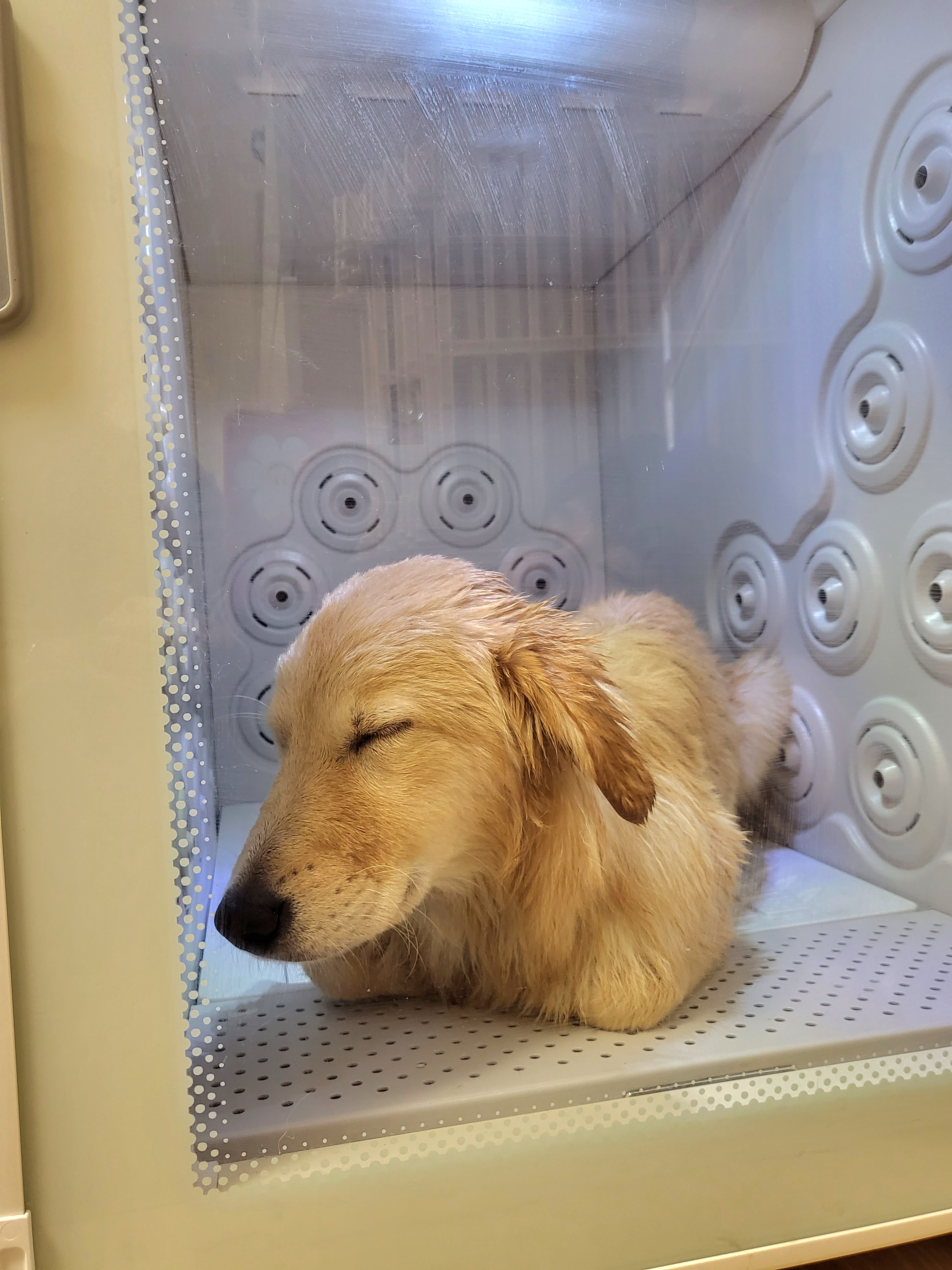 당근이 (삼온이) 한달 후기 