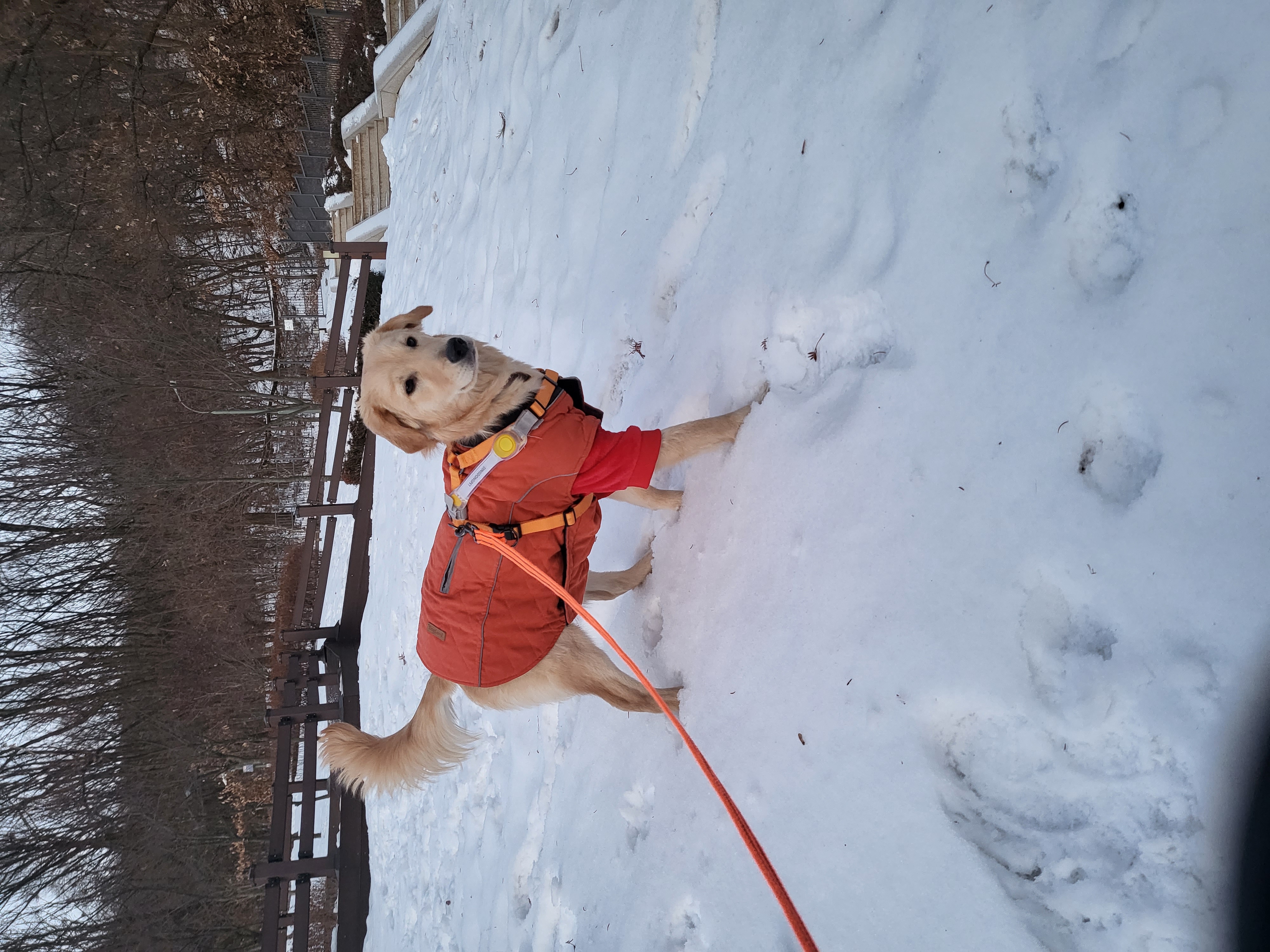 당근이 (삼온이) 한달 후기 