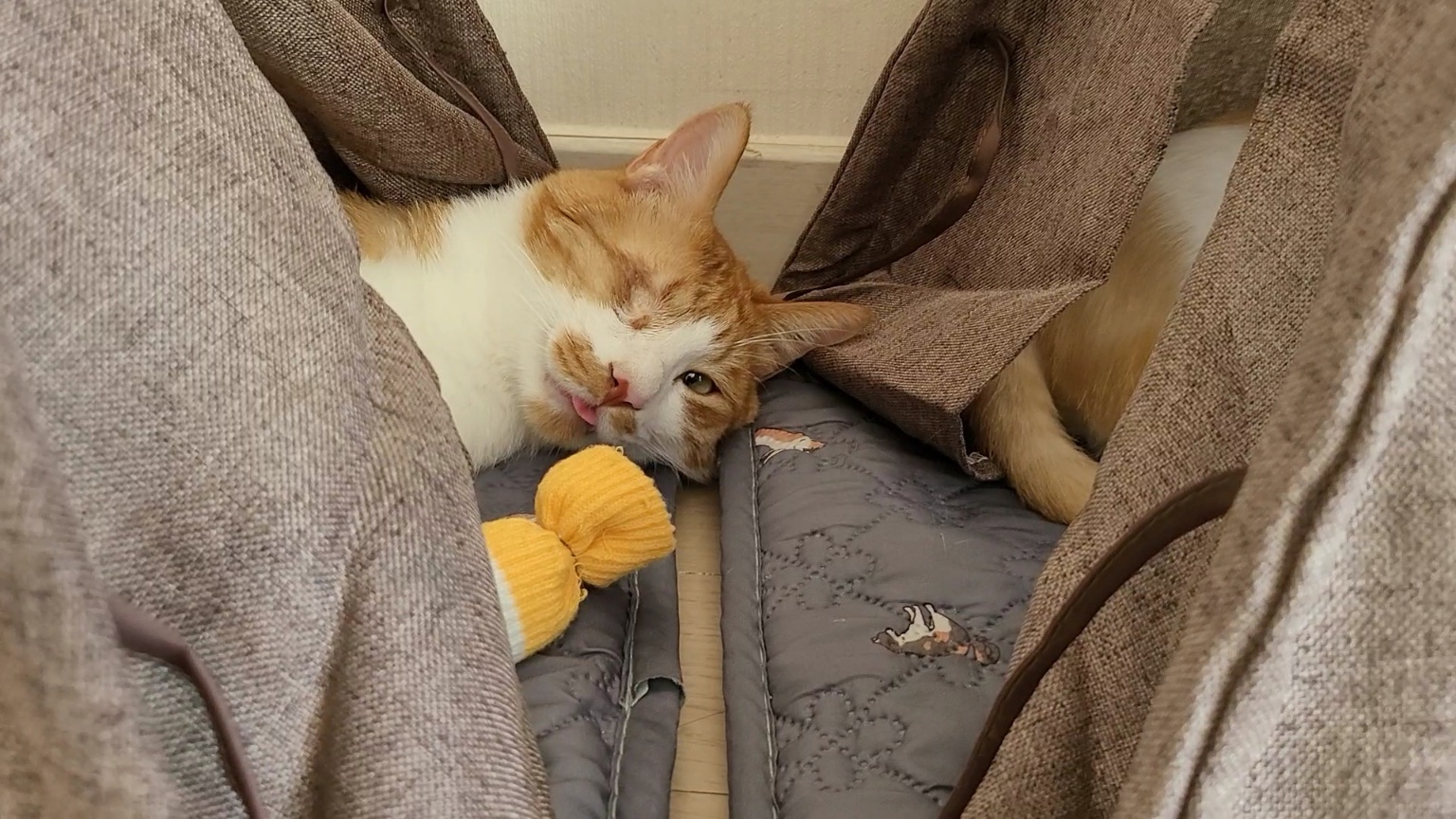 가티(소나) 입양후기 (3)