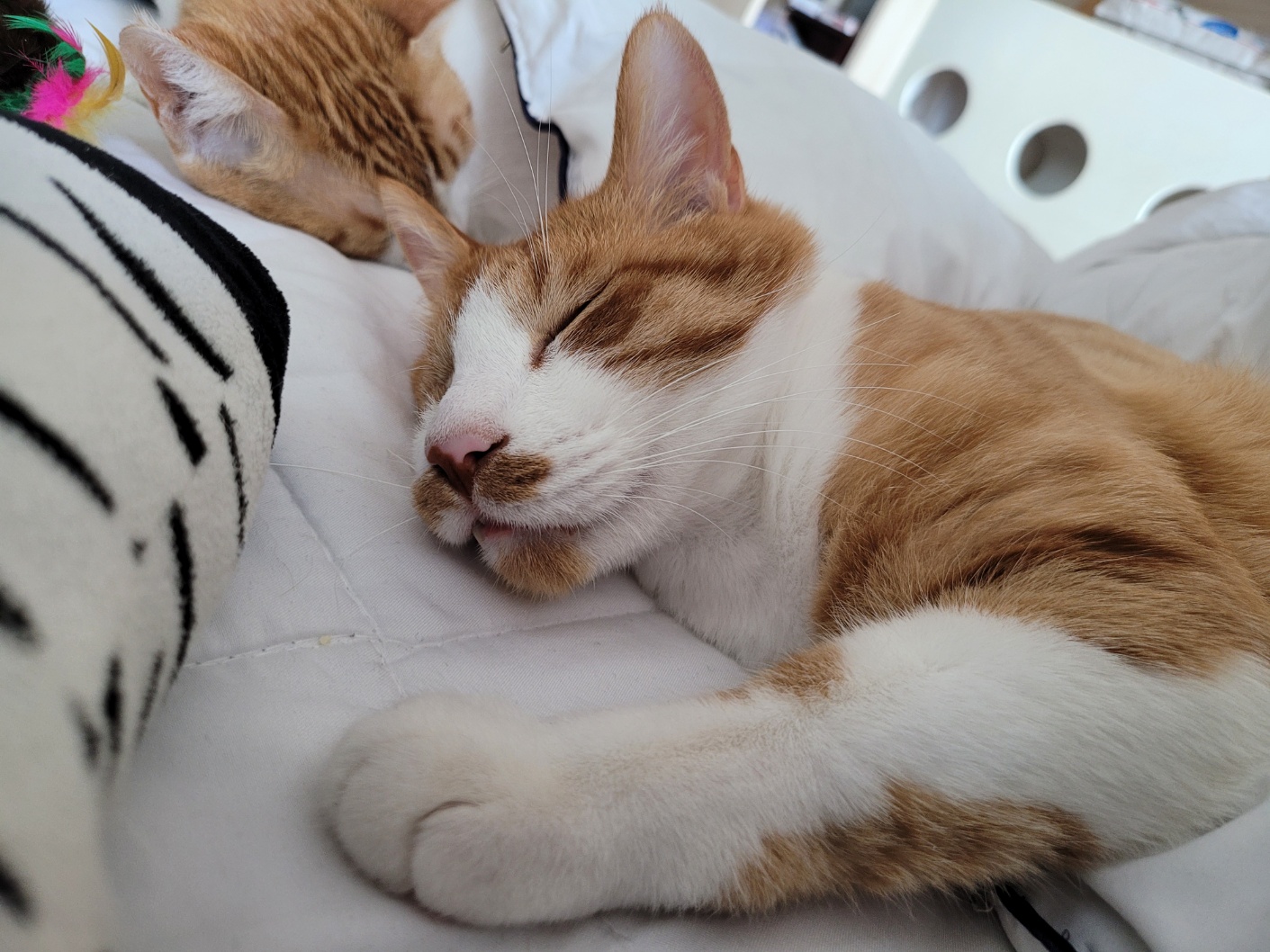 가티(소나) 입양후기 (3)