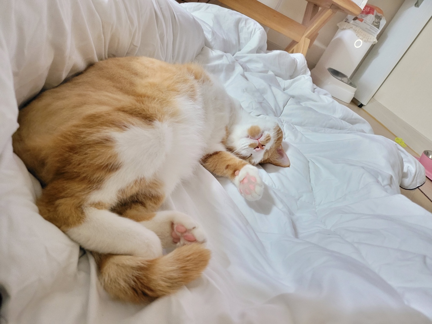 가티(소나) 입양후기 (3)