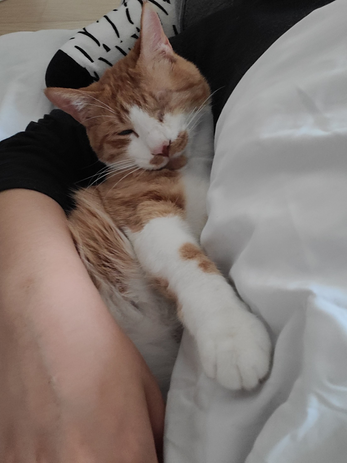 가티(소나) 입양후기 (3)