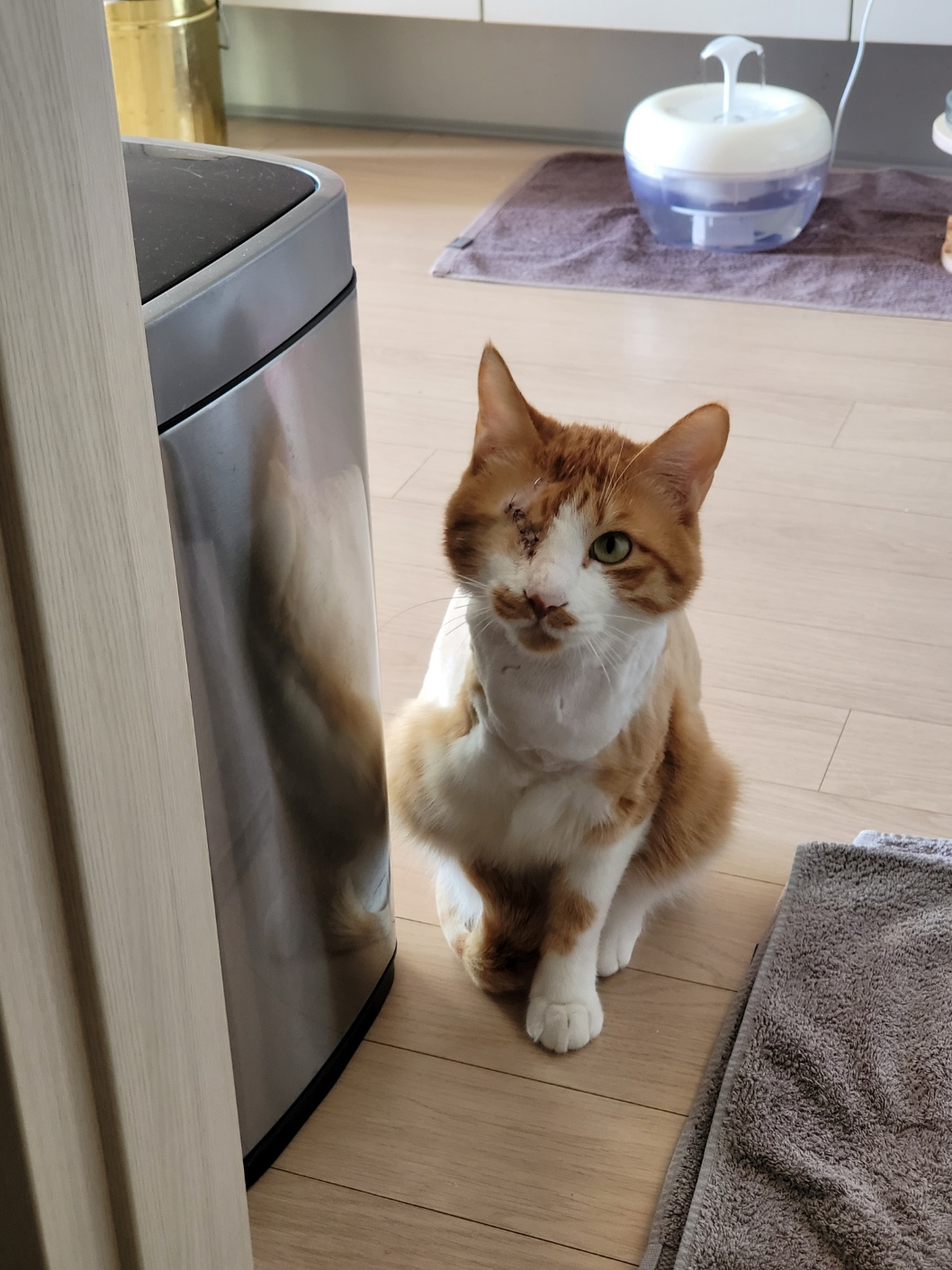 가티(소나) 입양후기 (3)