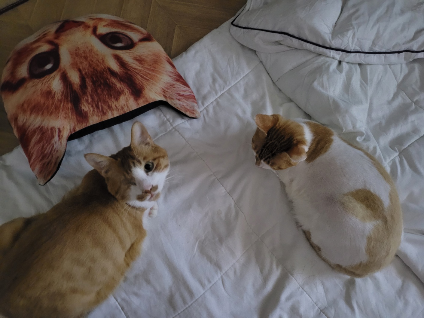 가티(소나) 입양후기 (3)