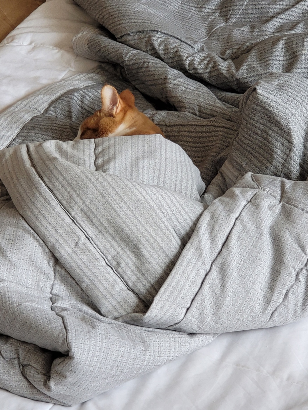 가티(소나) 입양후기 (3)