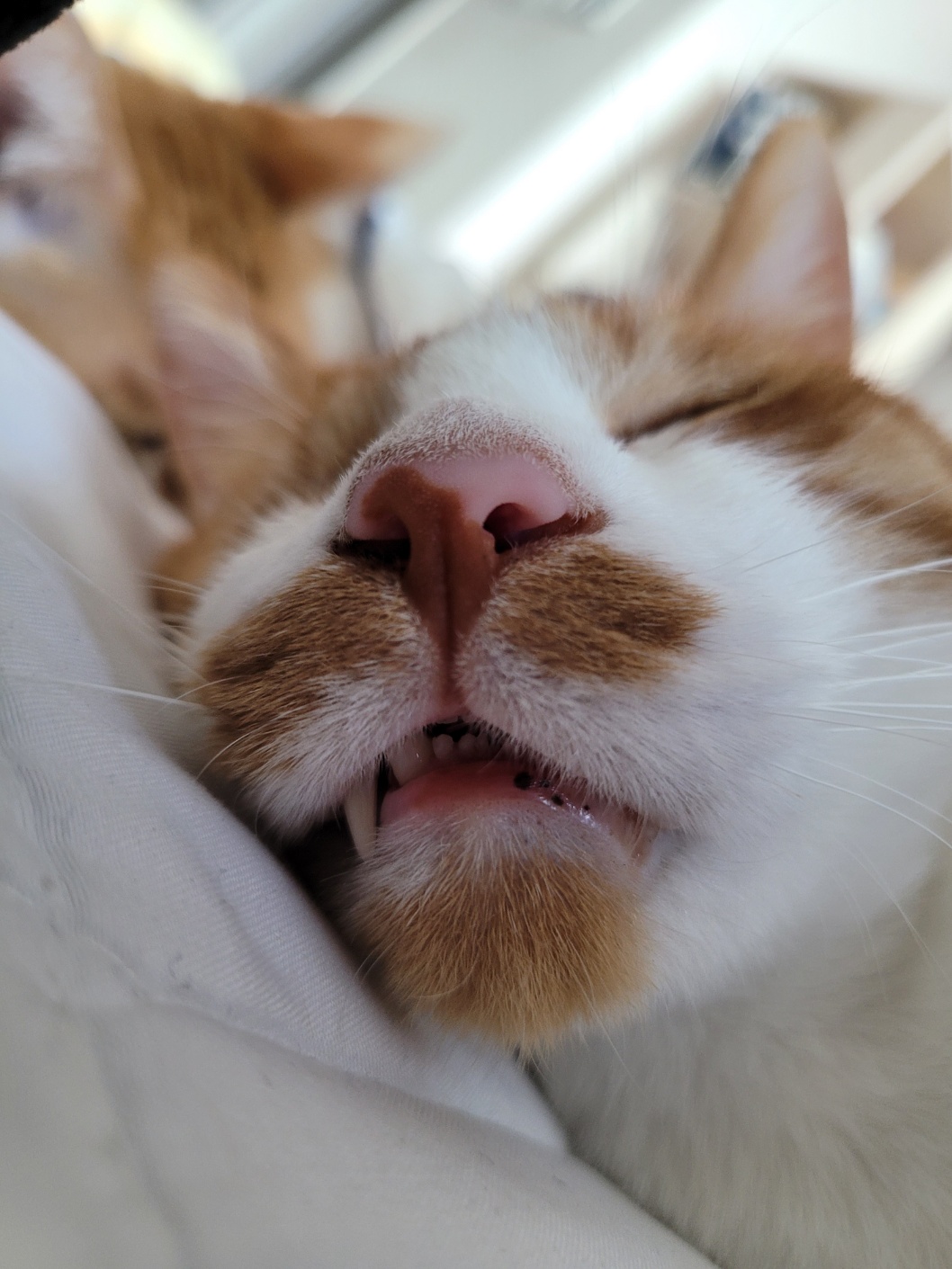 가티(소나) 입양후기 (3)