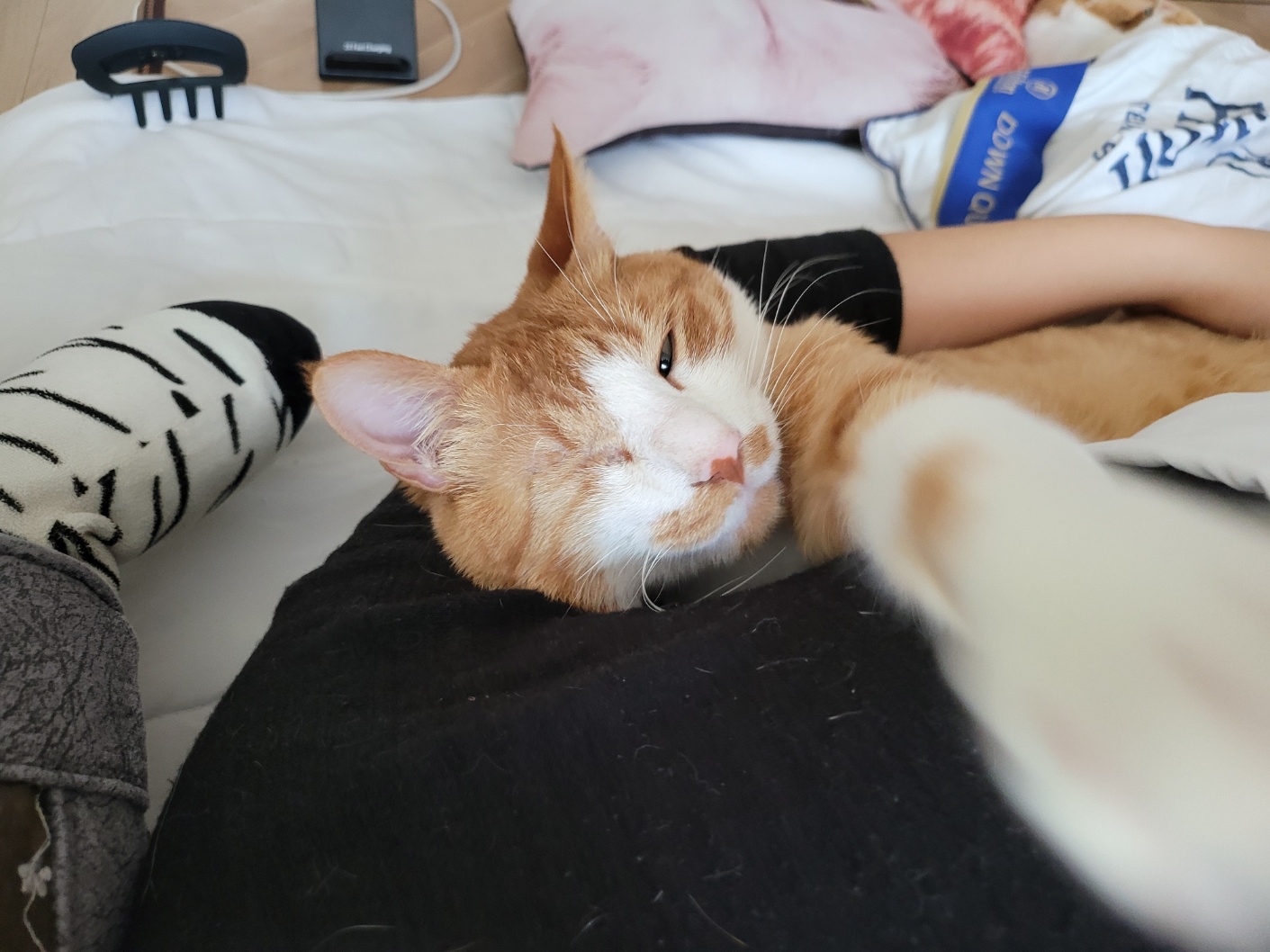 가티(소나) 입양후기 (3)