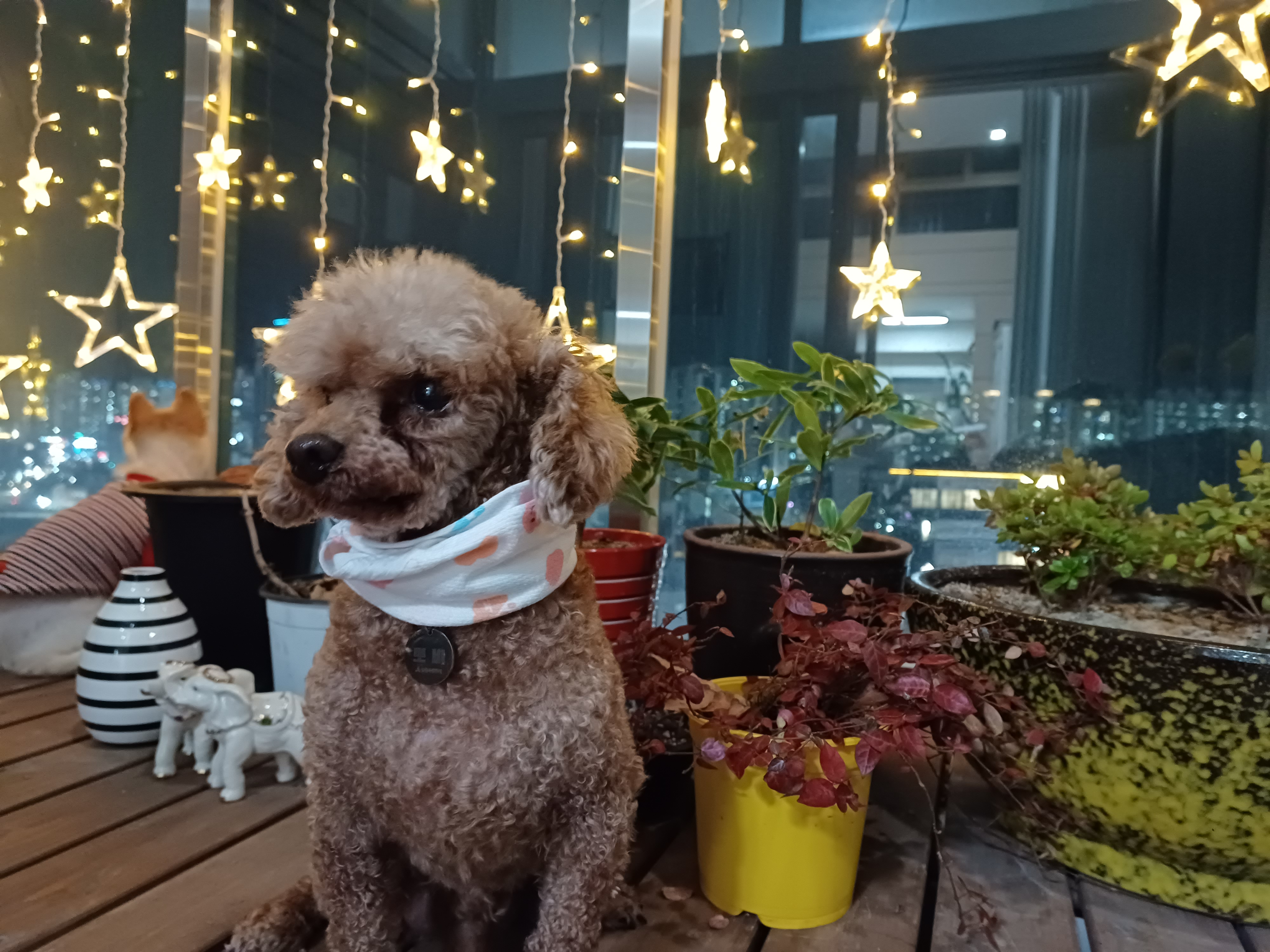 뽀비(퐁듀)새해 인사드립니다♡