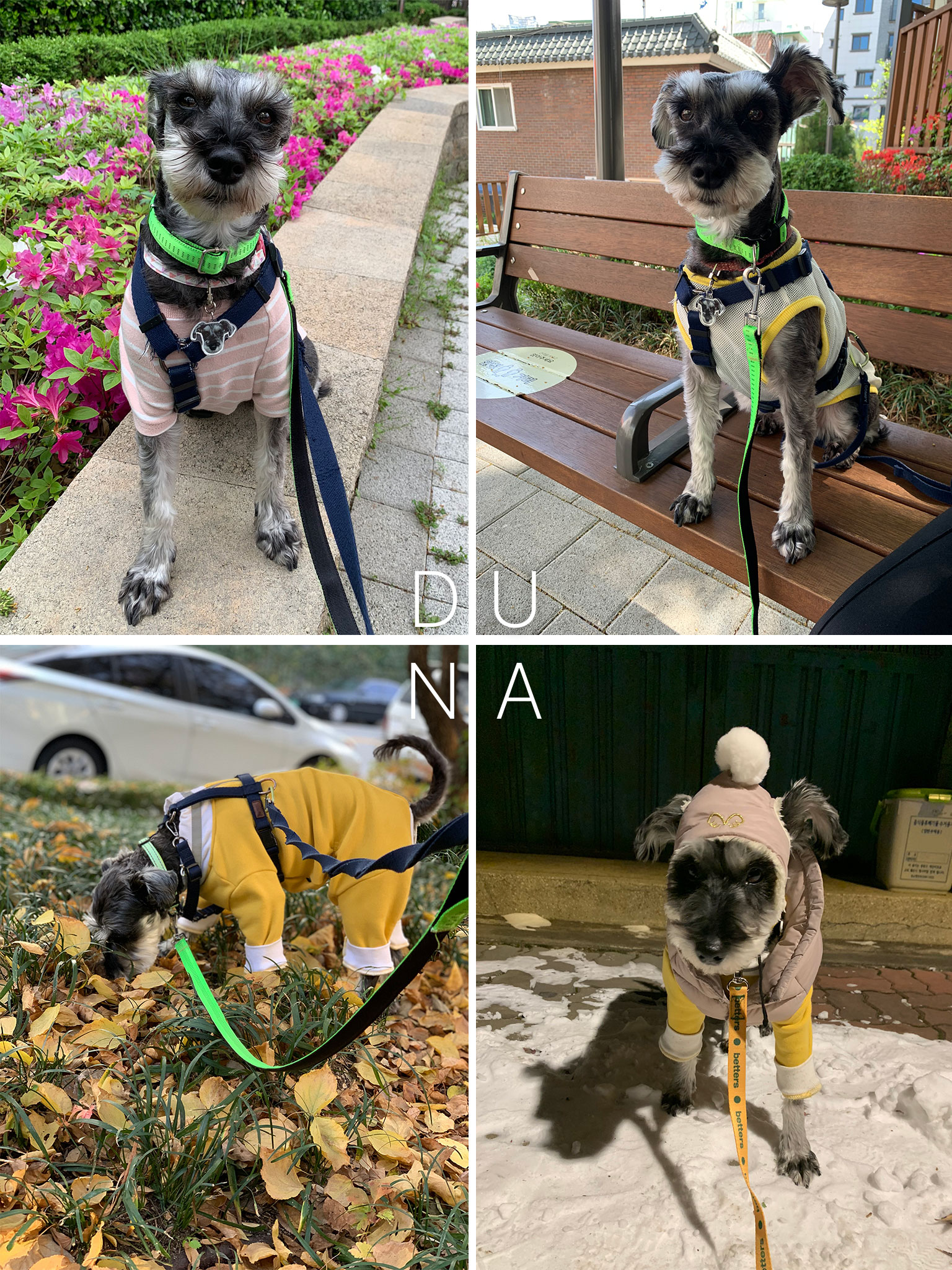 두나 입양 5주년 근황