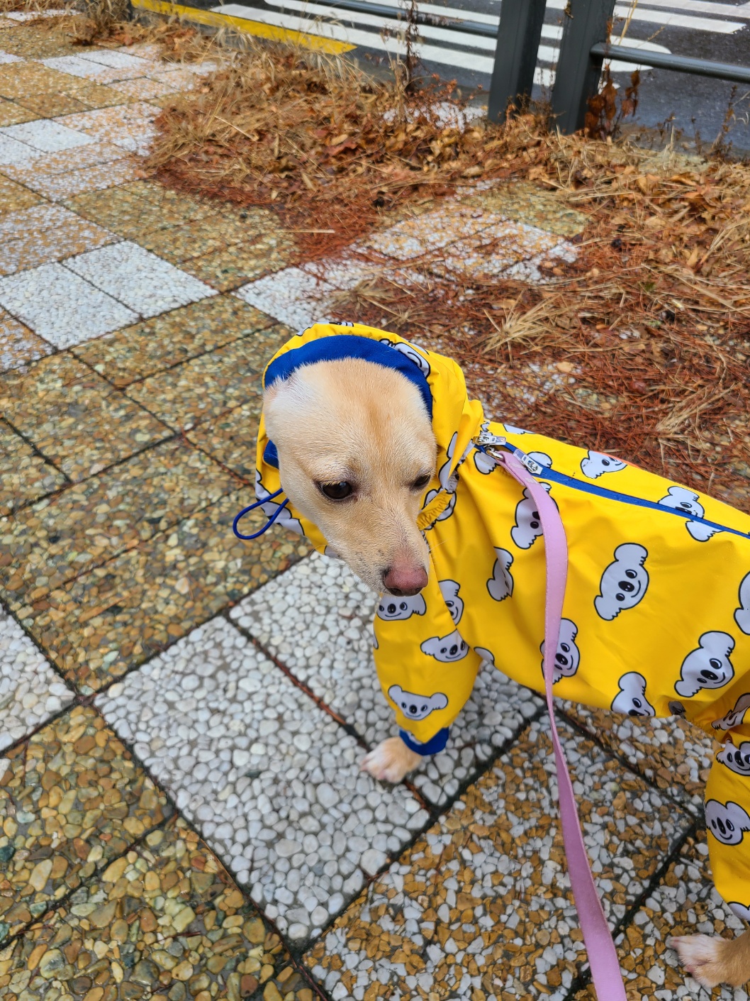 데이와 함께한지 벌써1년