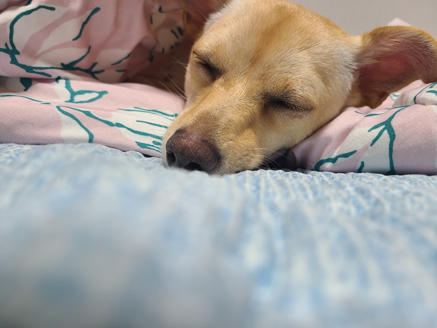 데이와 함께한지 벌써1년