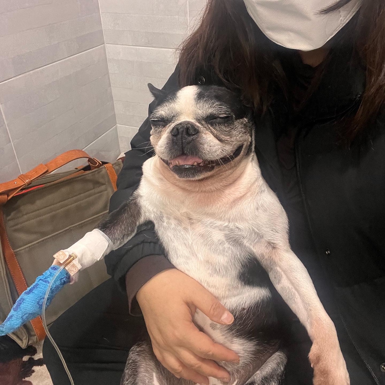 우리 봄이 견생 3회차 시작했어요.(보테)