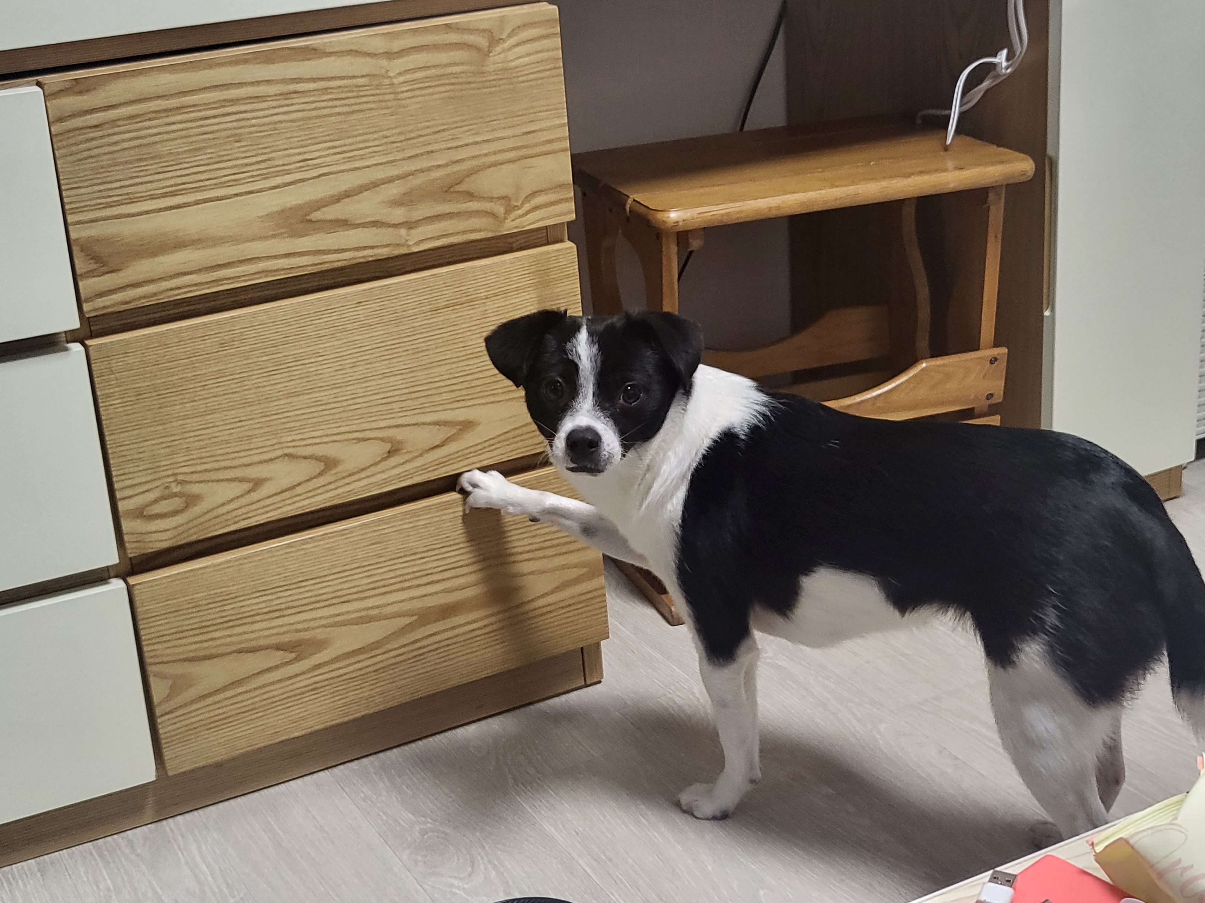 지아(라일락) 1년 입양 후기