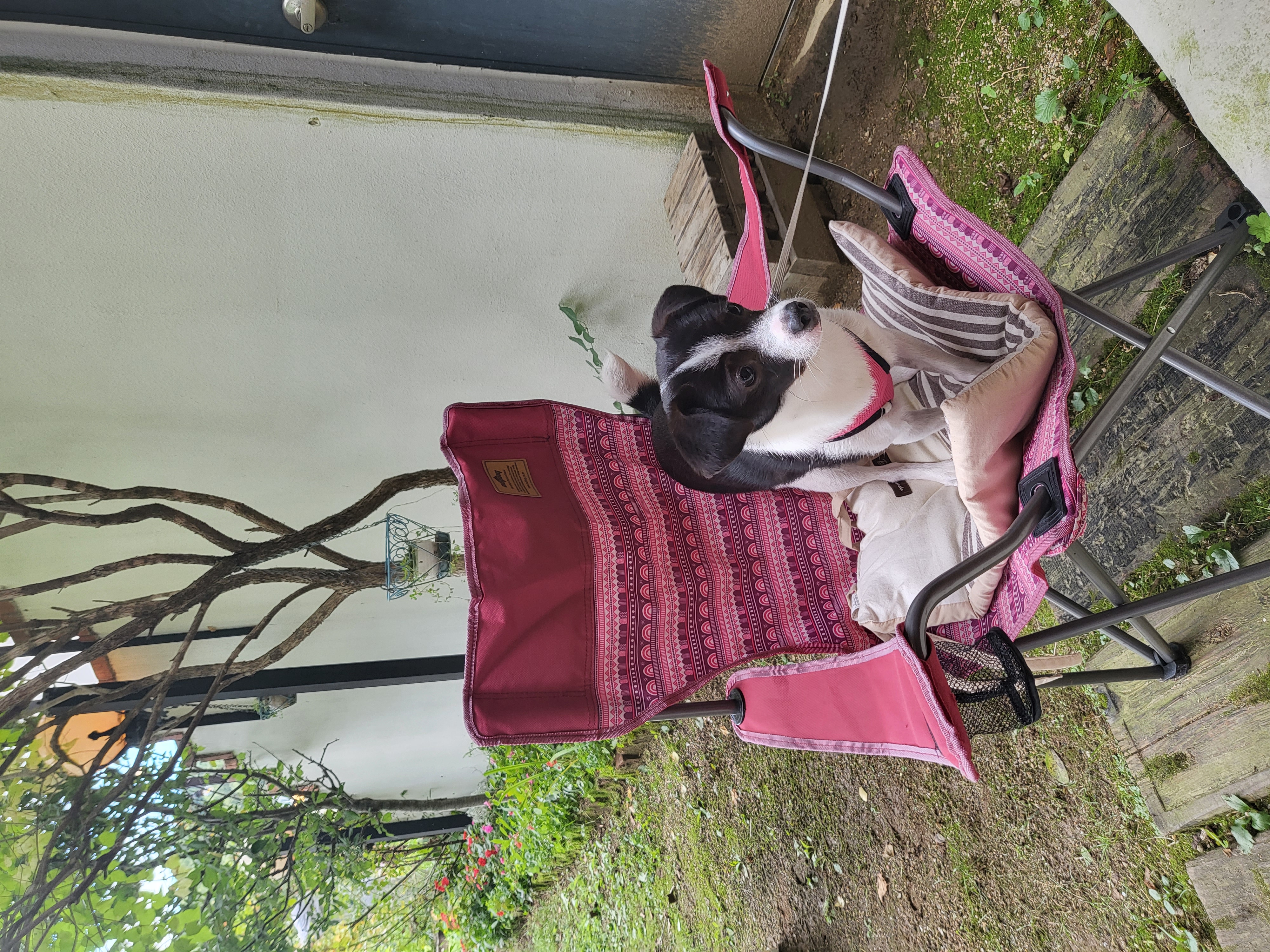 지아(라일락) 1년 입양 후기