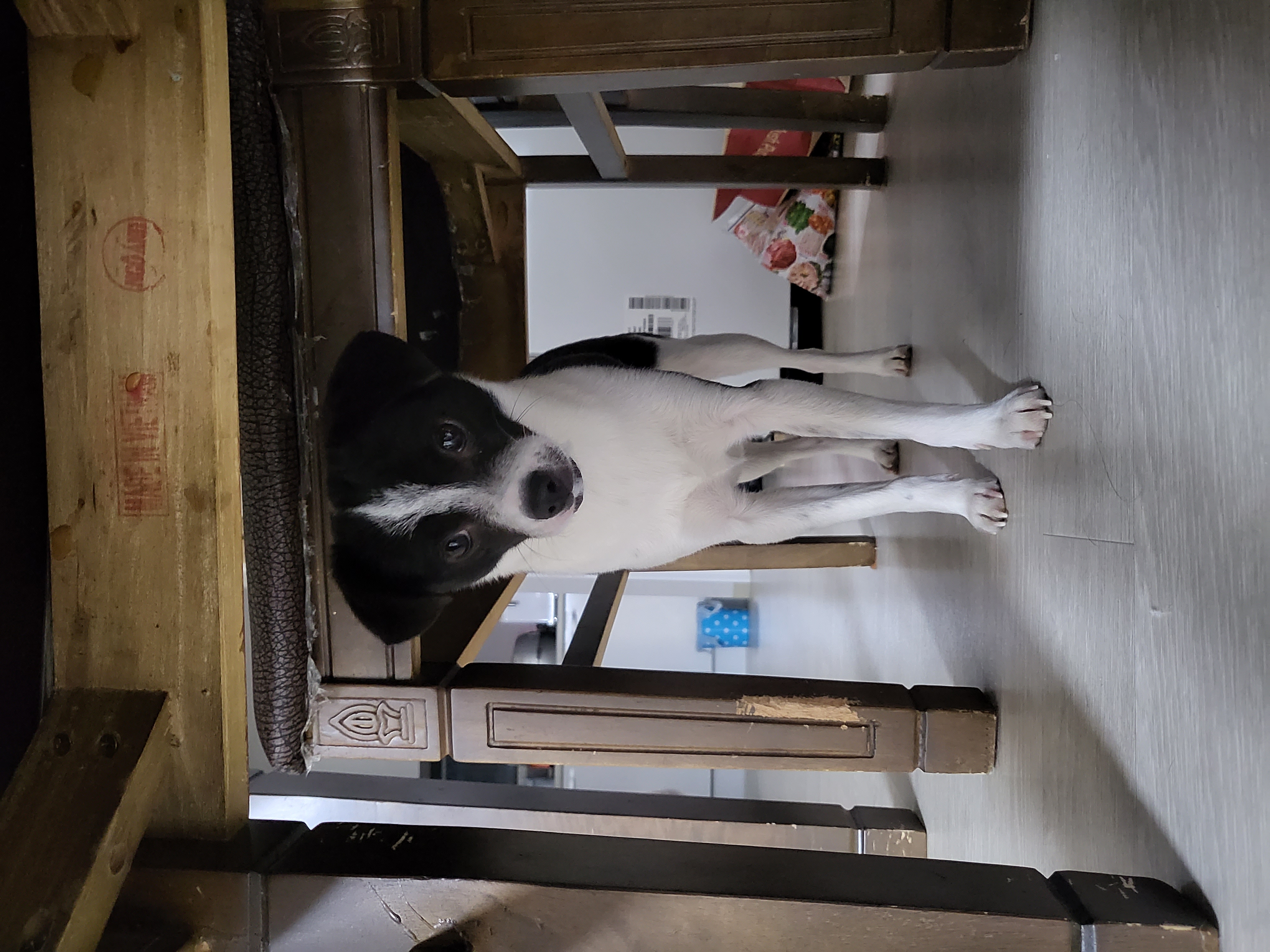 지아(라일락) 1년 입양 후기