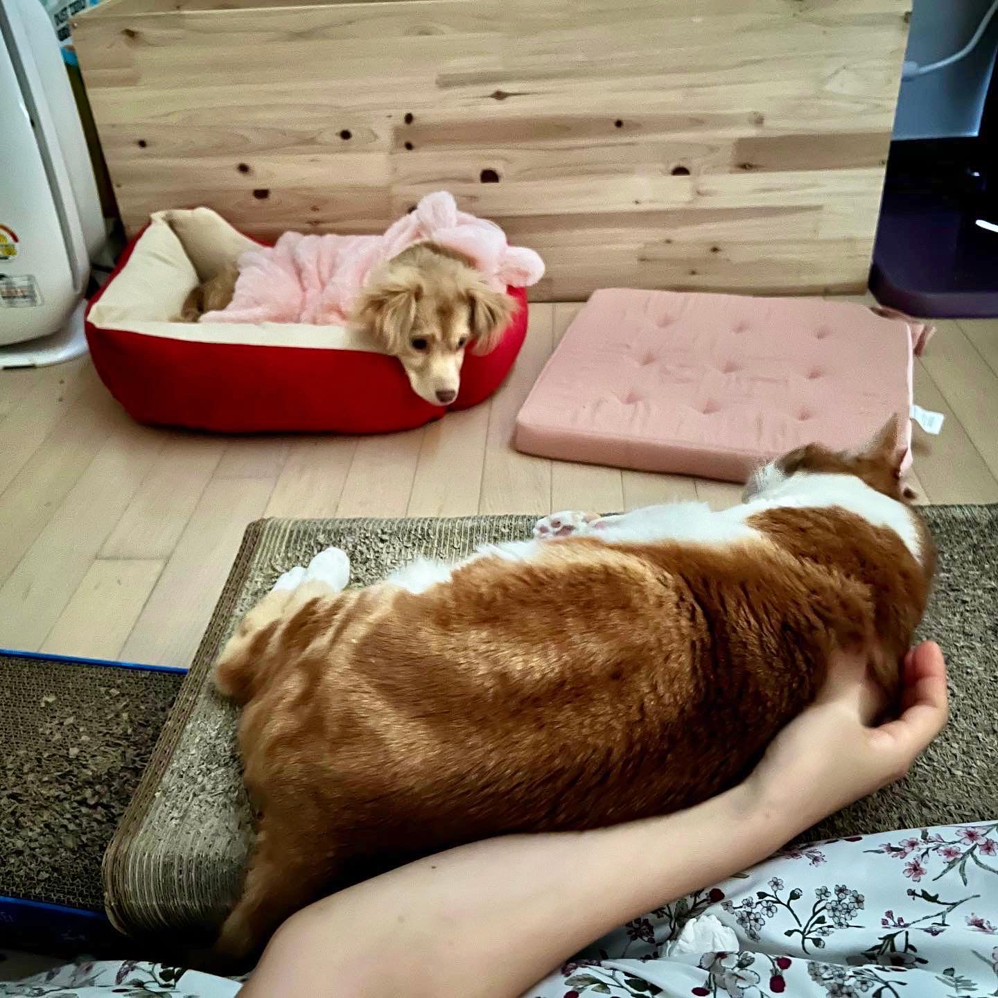 세리 임시보호 후기에용