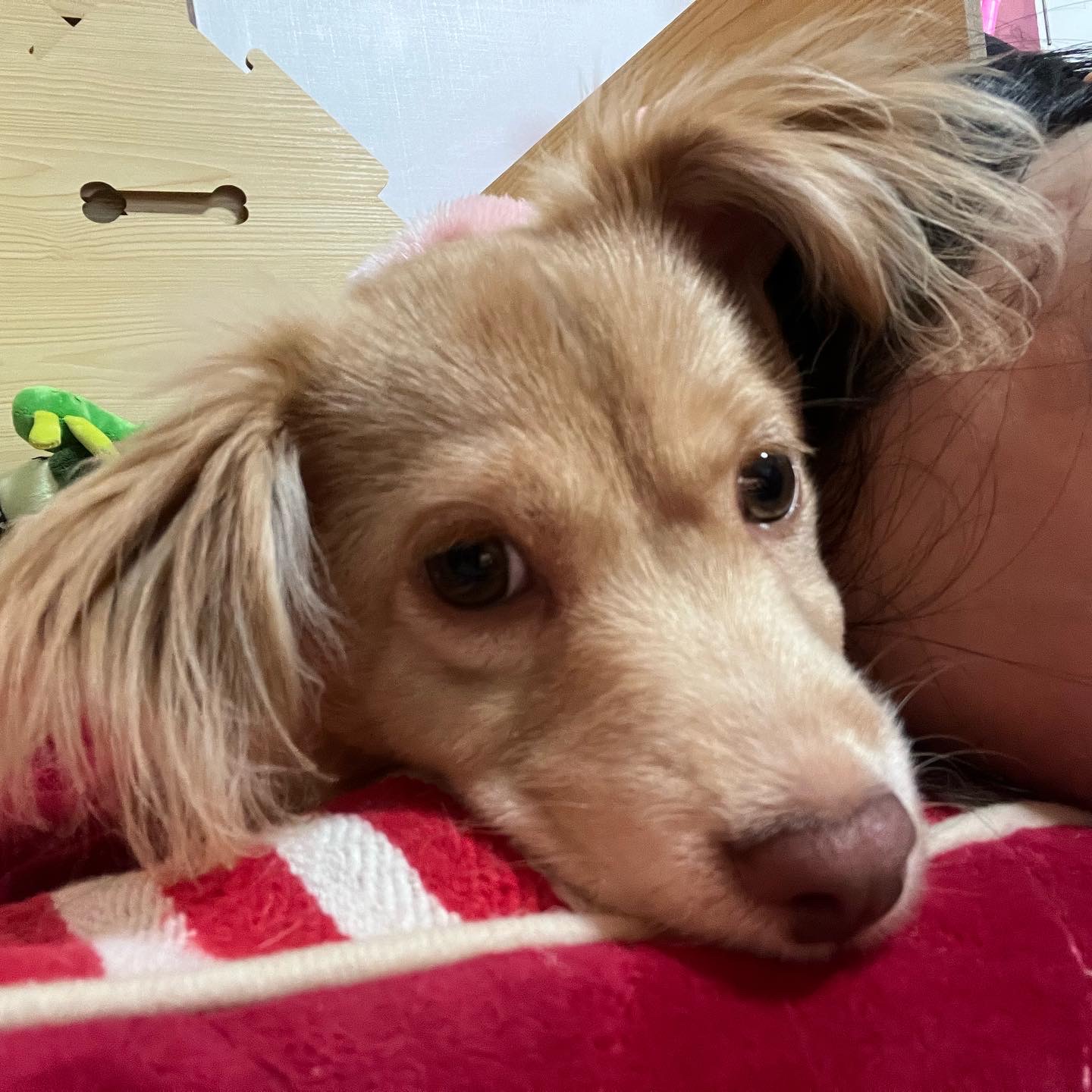 세리 임시보호 후기에용