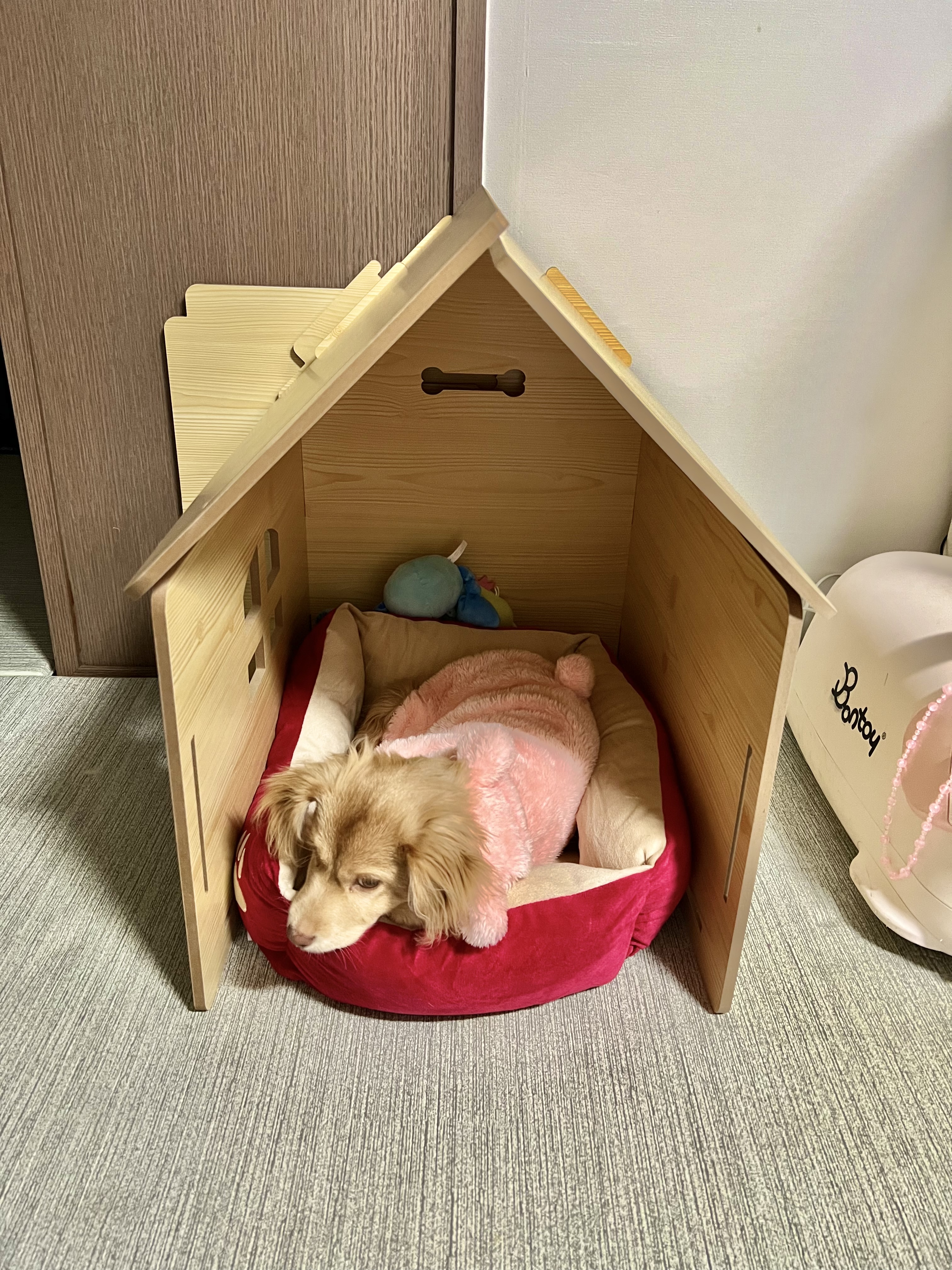 세리 임시보호 후기에용